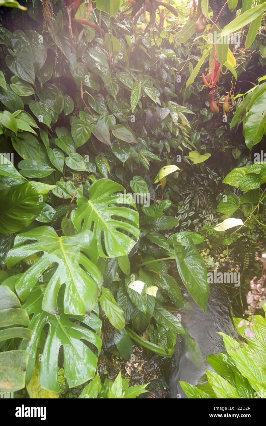 Rain in tropical forest Stock Photo