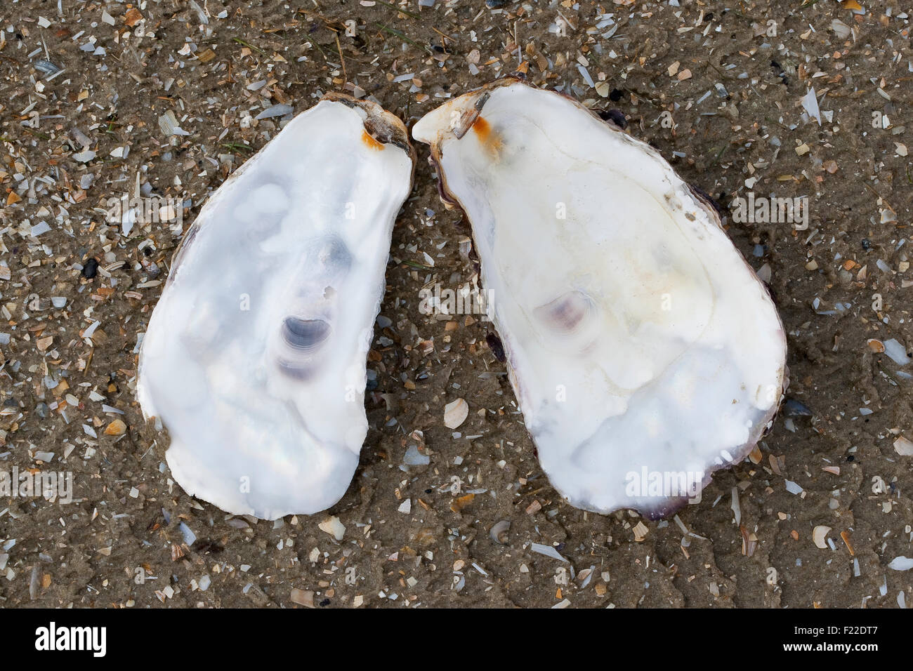 Pacific oyster, Japanese oyster, Miyagi oyster, Pazifische Auster, Felsenauster, Crassostrea gigas, Crassostrea pacifica Stock Photo