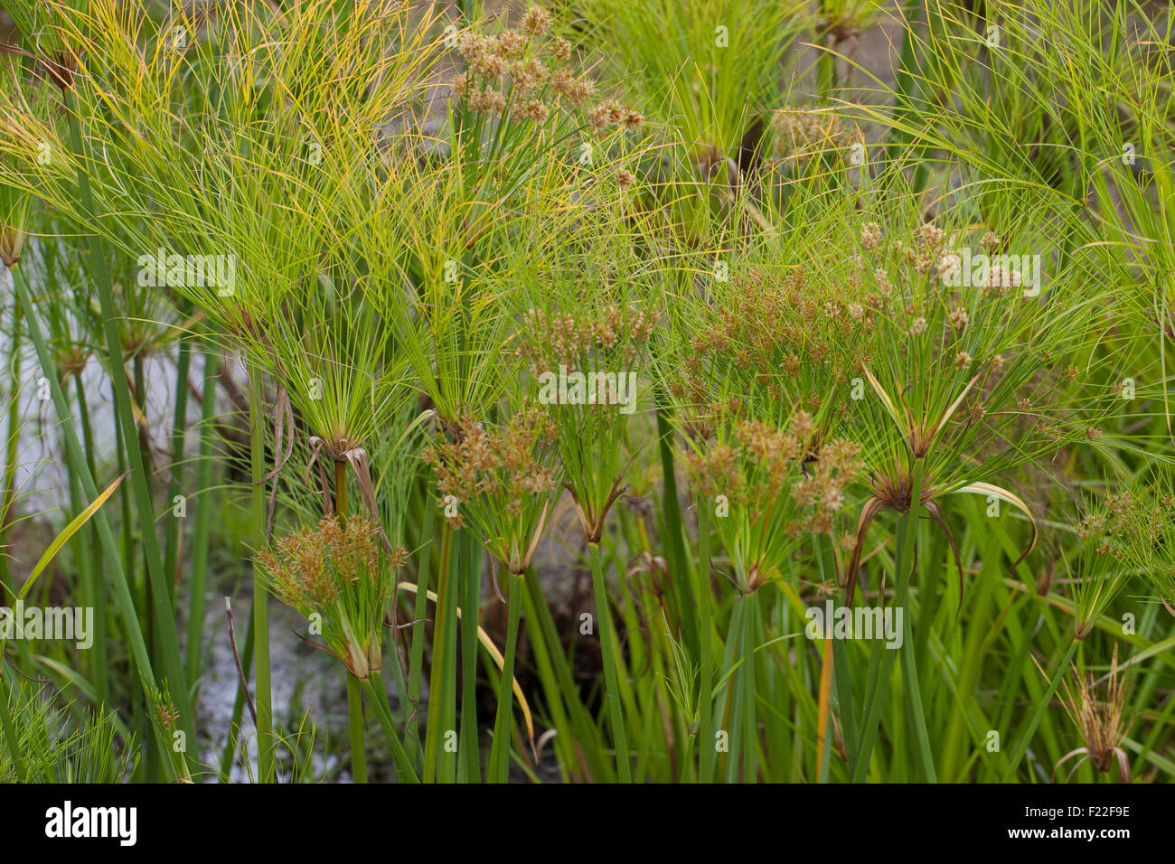 paper reed plant paper reed plant