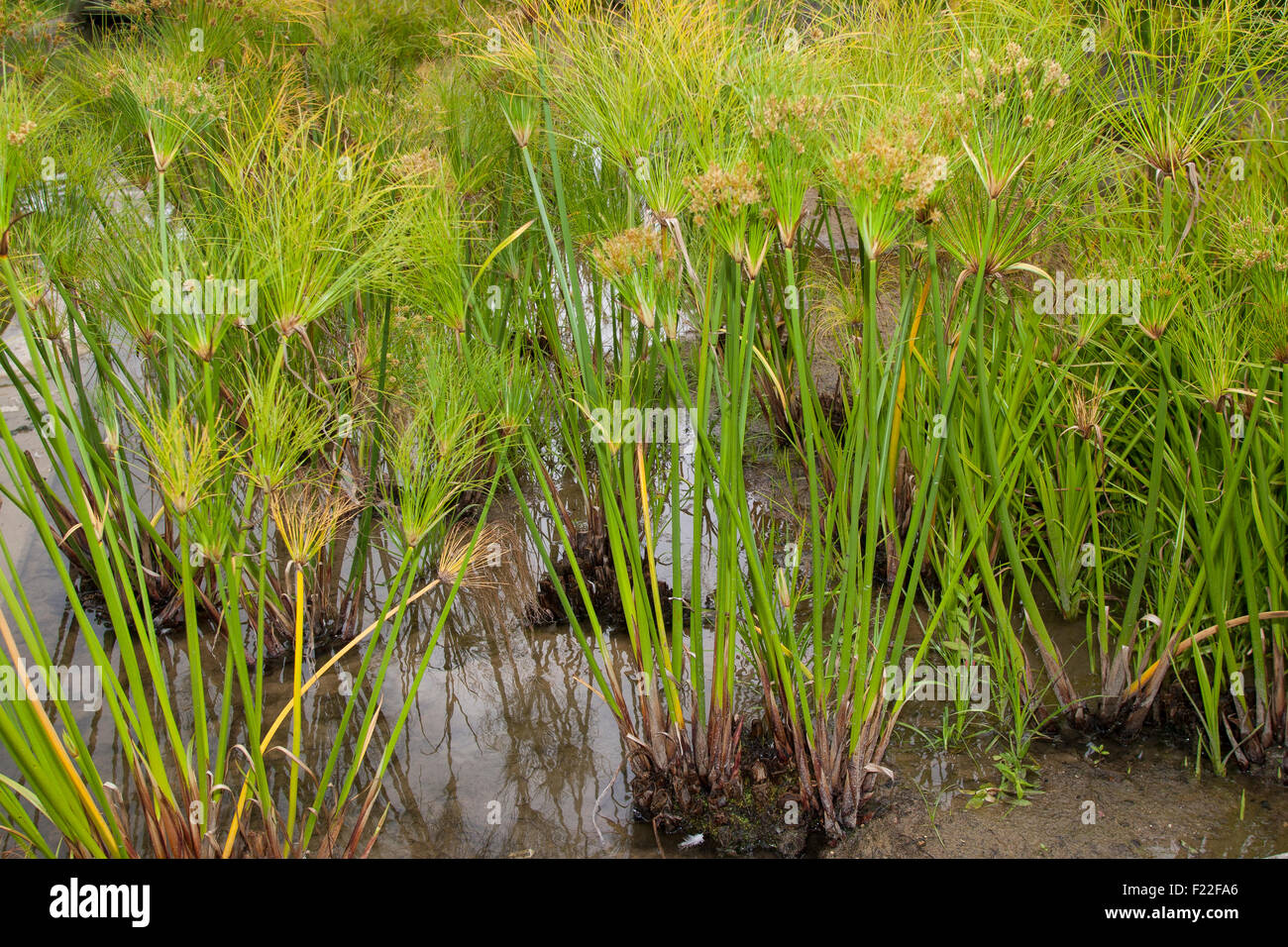 Papyrus sedge, paper reed, Indian matting plant, Nile grass, Echter Papyrus, Papyrusstaude