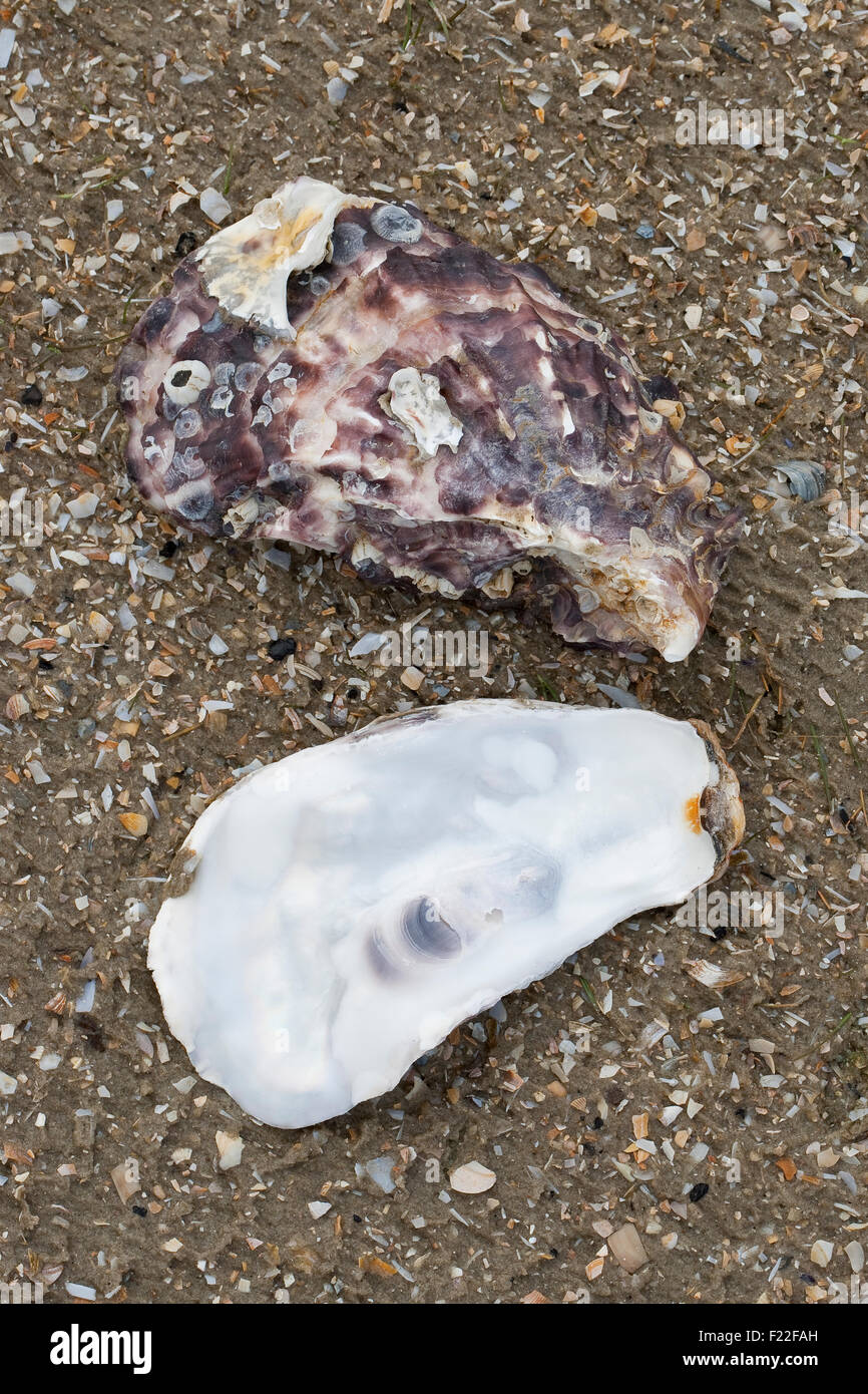 Pacific oyster, Japanese oyster, Miyagi oyster, Pazifische Auster, Felsenauster, Crassostrea gigas, Crassostrea pacifica Stock Photo