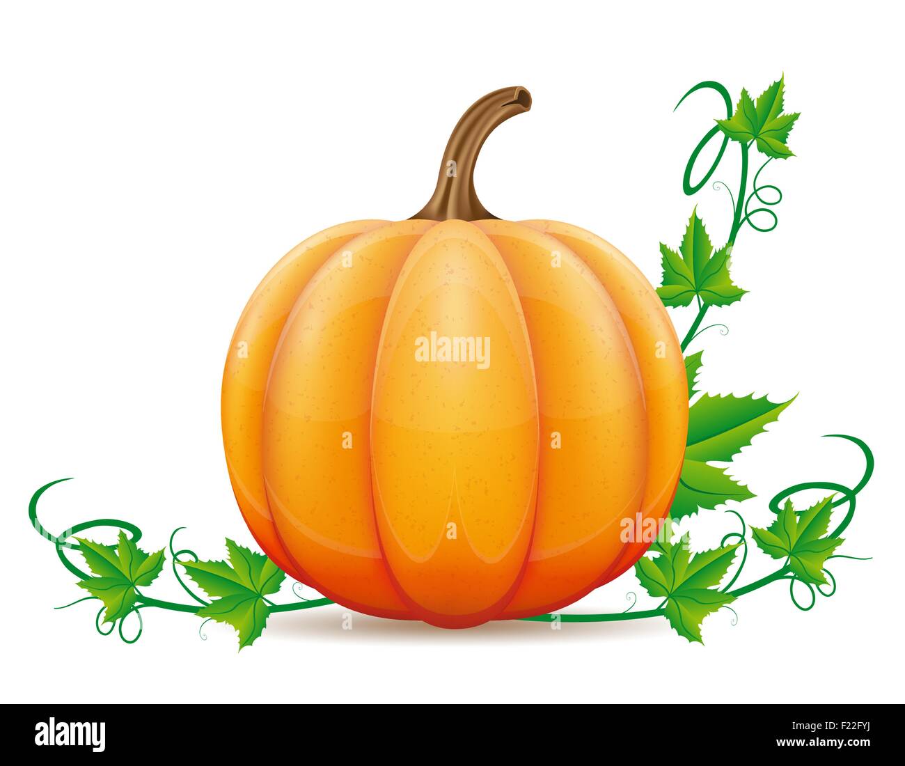 pumpkin and leaf vector illustration isolated on white background Stock ...