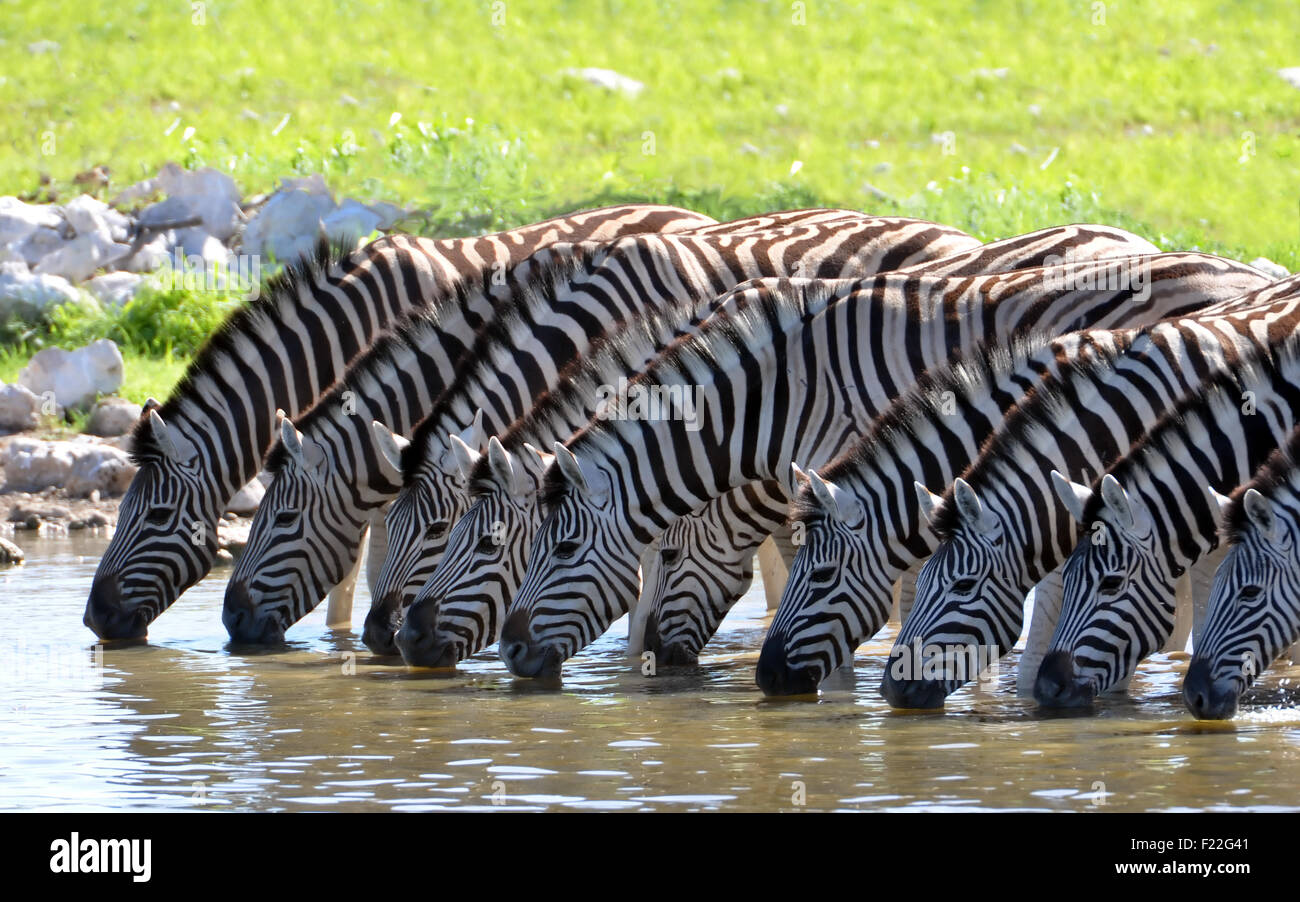 zehn Zebras am Wasserloch Stock Photo