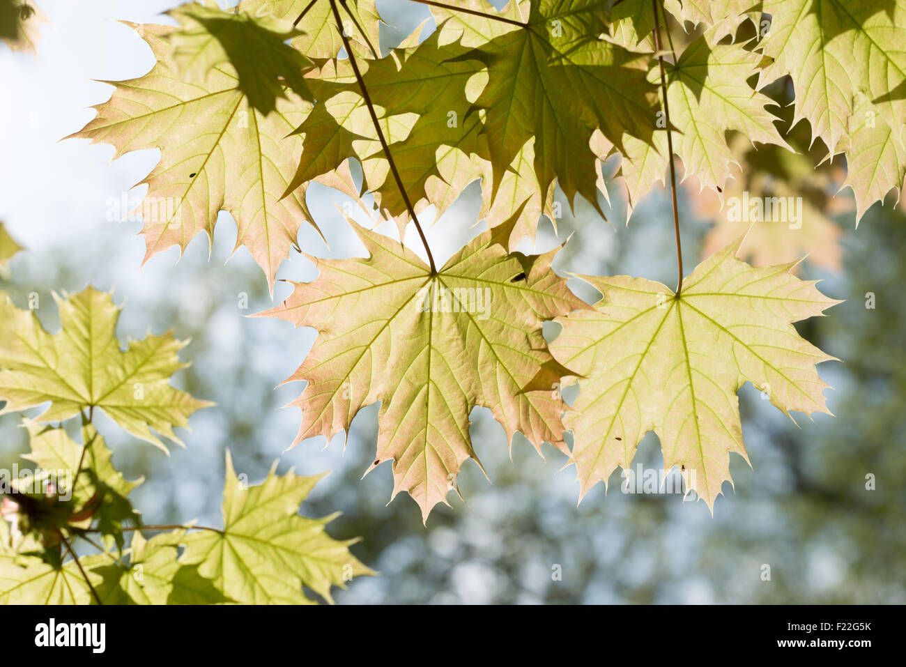 Ahornblätter im Herbst Stock Photo