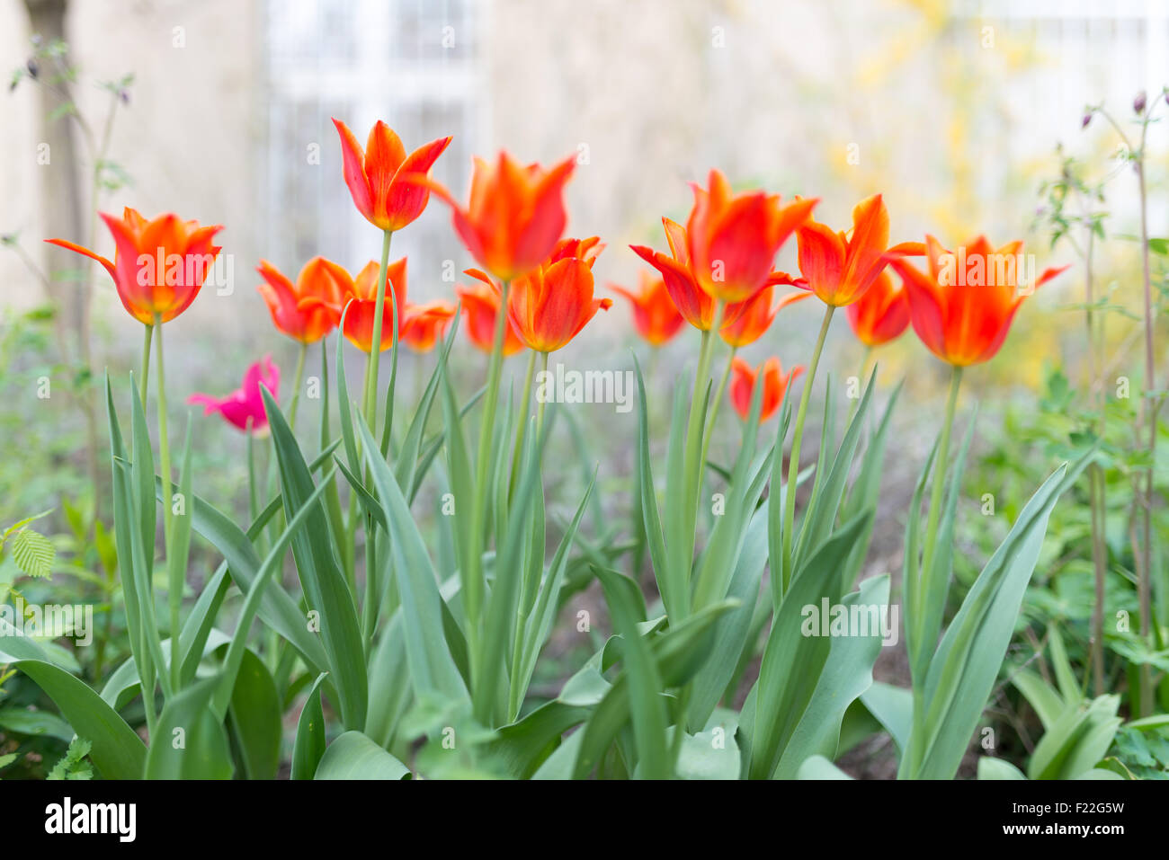 Tulpen im Frühling Stock Photo