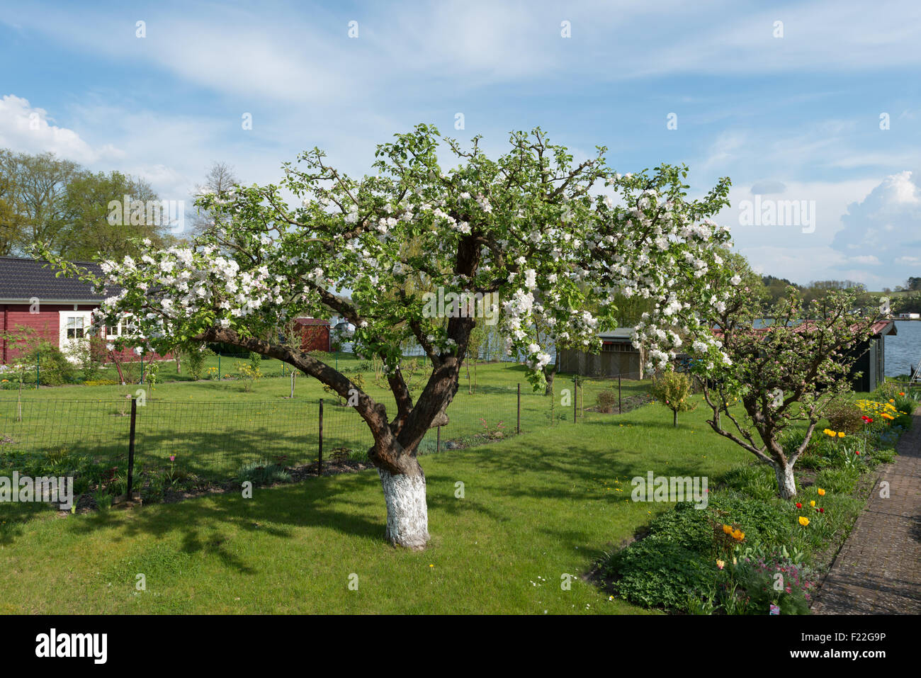 Blühender Kirschbaum im Frühling Stock Photo