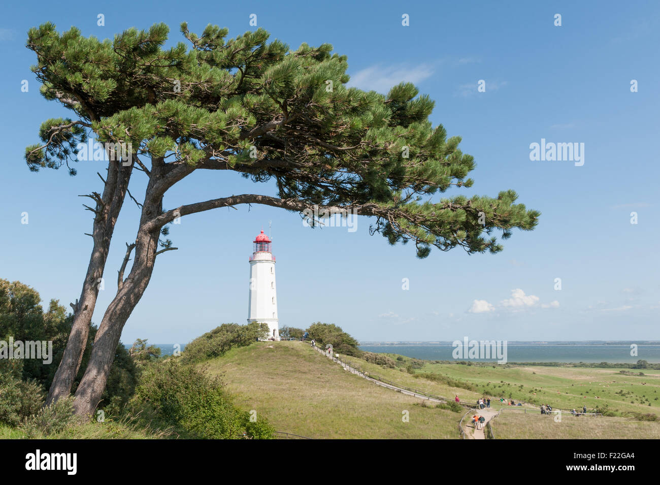 Kiefer mit Leuchtturm auf Hiddensee Stock Photo