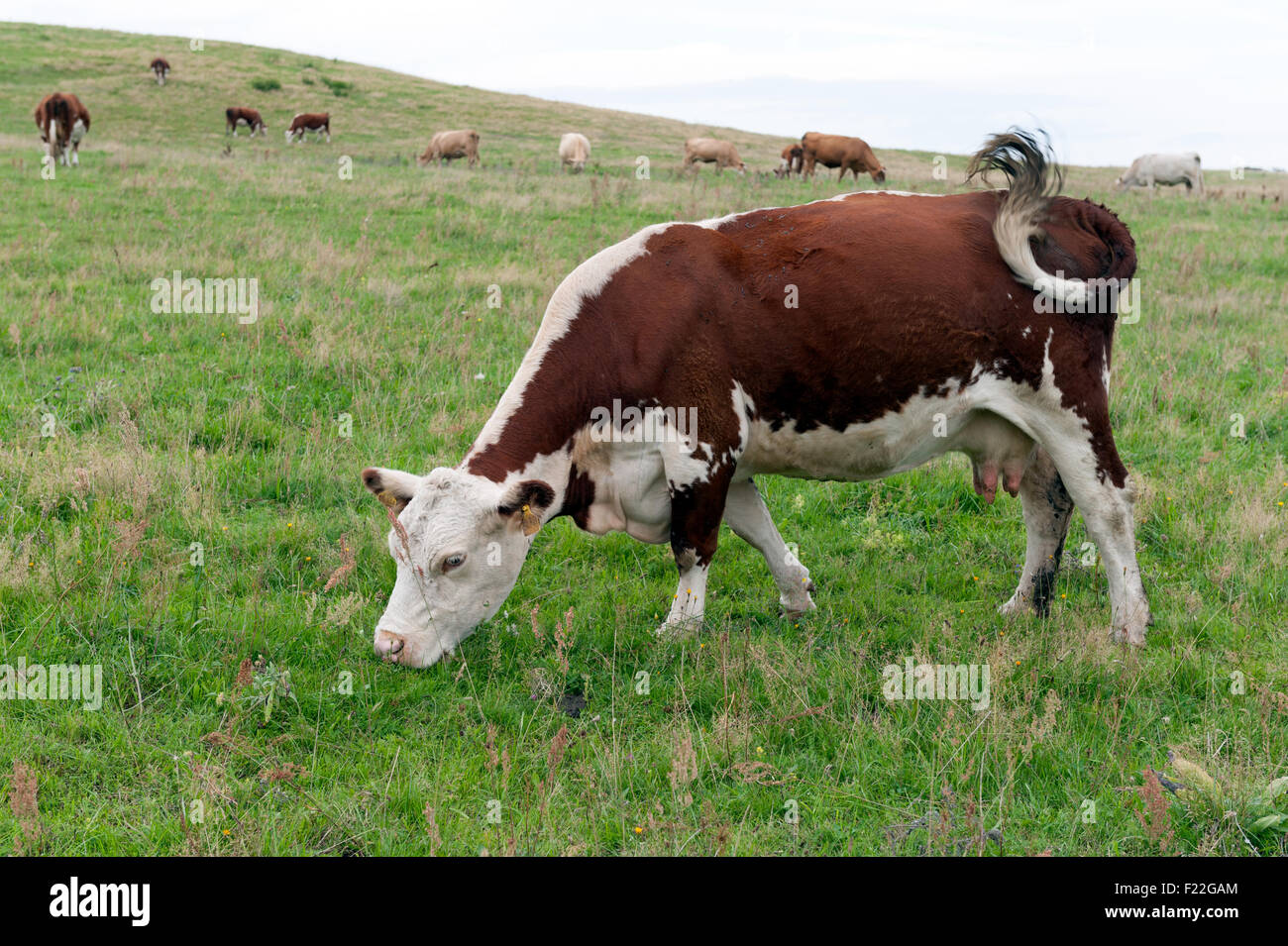 Kühe auf der Weide Stock Photo