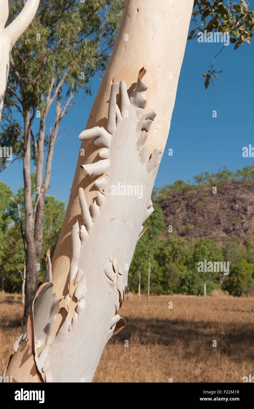 Detail of Australian paperbark tree near Hayes Creek, Northern Territory, Australia Stock Photo