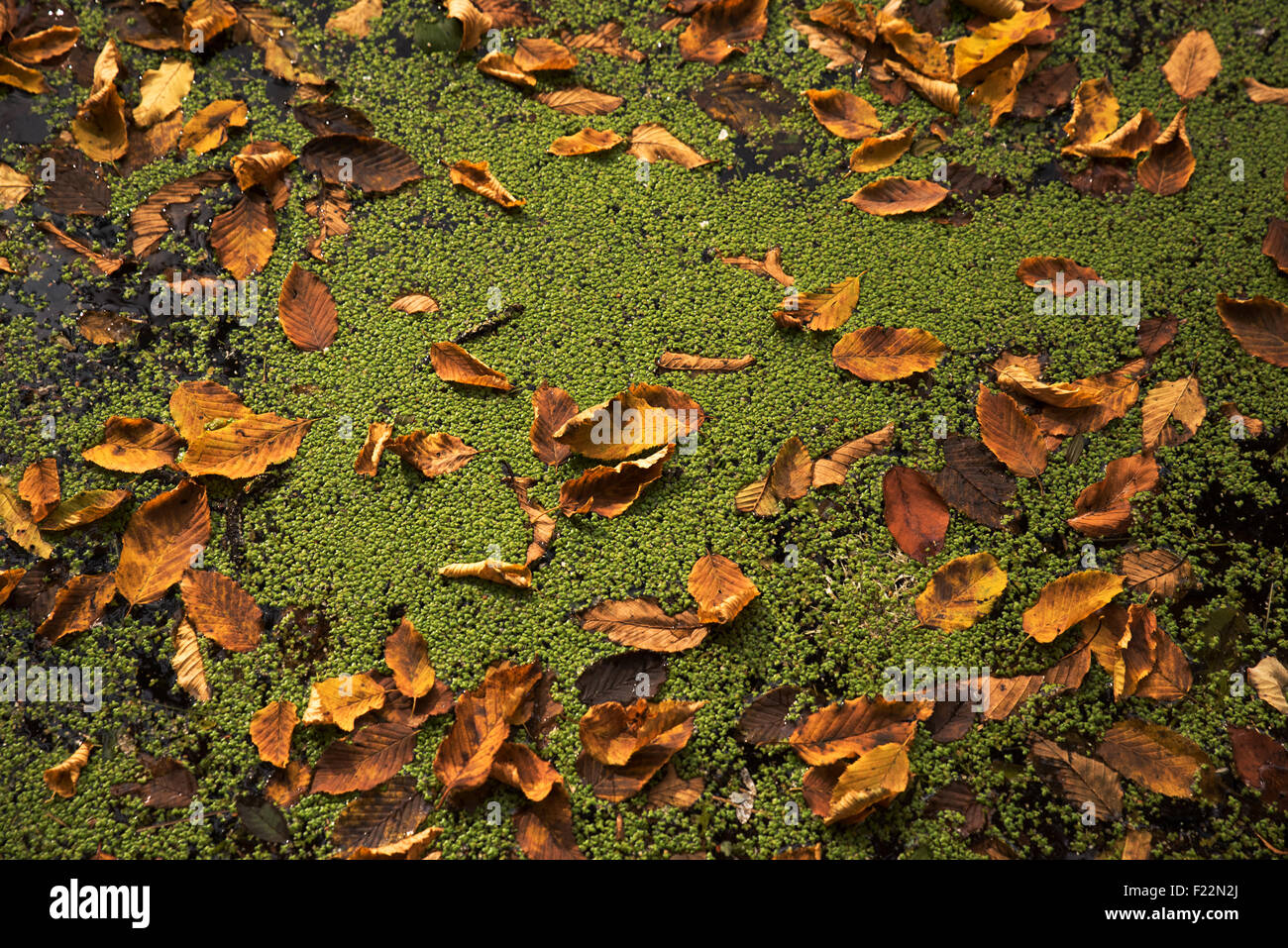 Autumn Leaves on The Duckweeds Stock Photo