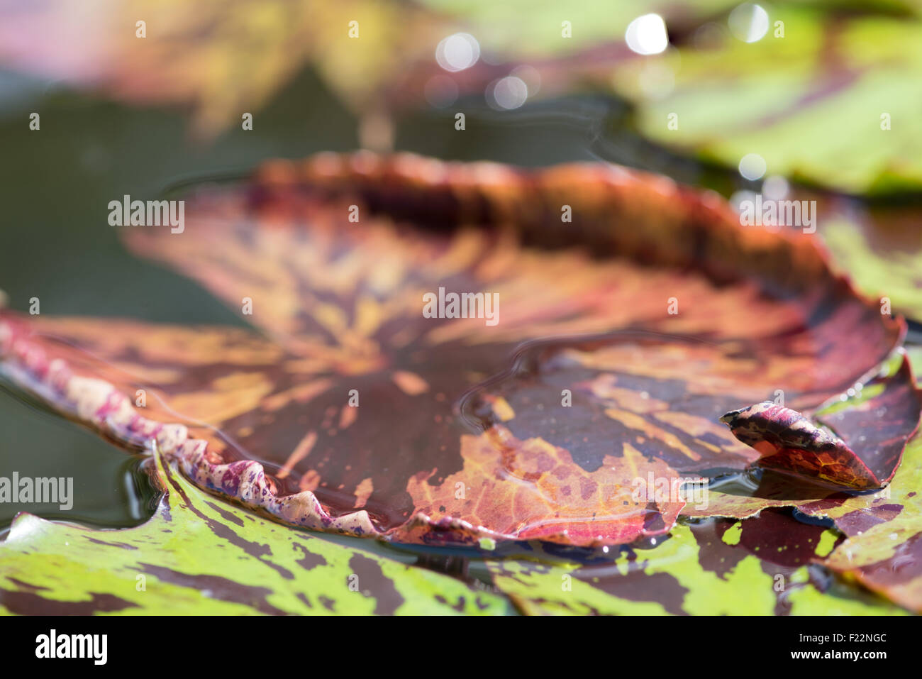 A macro shot of a red and green lily pad on water. Stock Photo