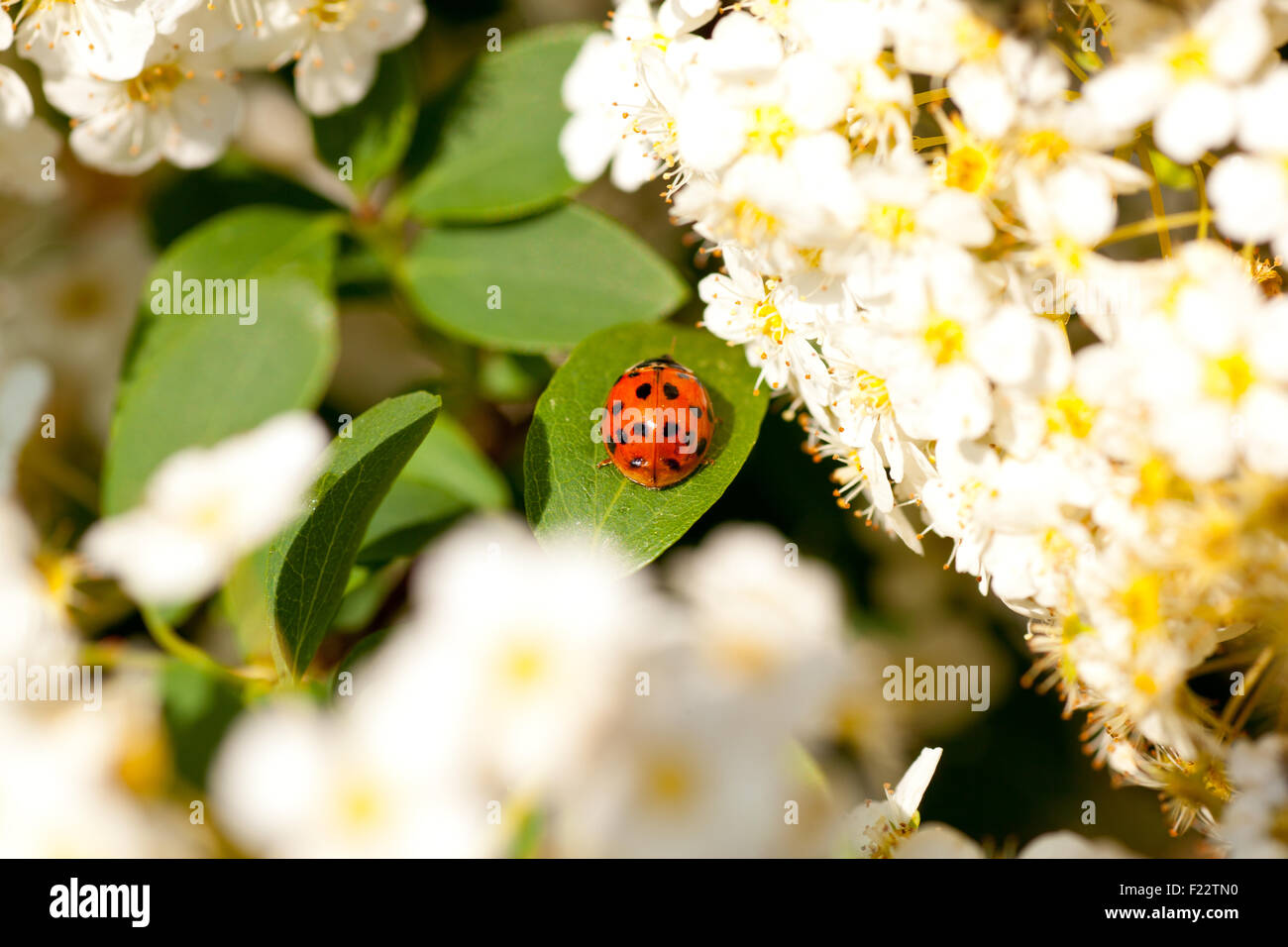 Ladybug walking along on leaf next to the white flowers Stock Photo