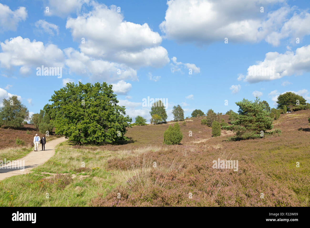 Mount Wilsede, Lueneburg Heath, Lower Saxony, Germany Stock Photo - Alamy