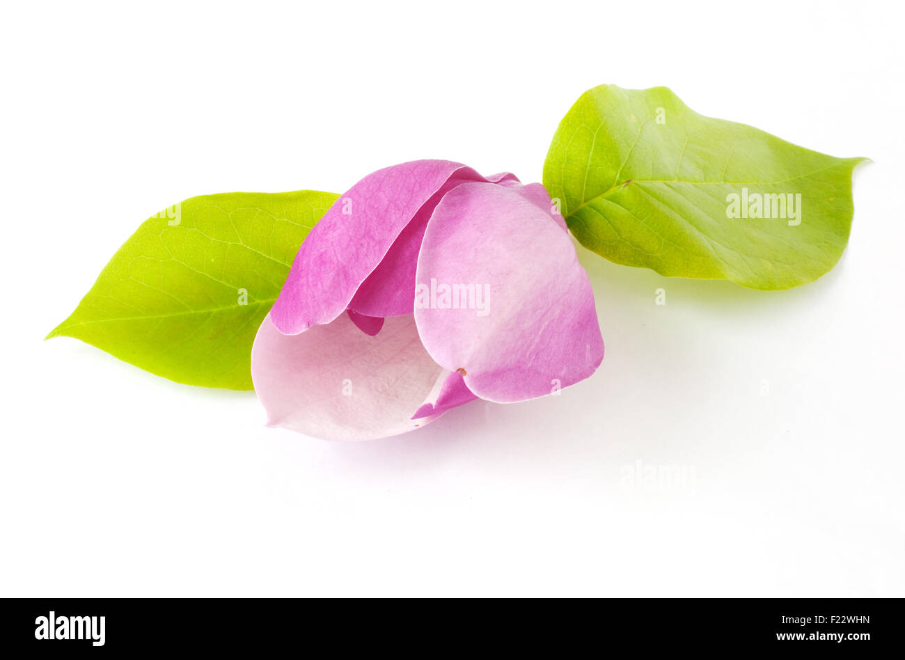 Pink flower isolated on white background Stock Photo - Alamy