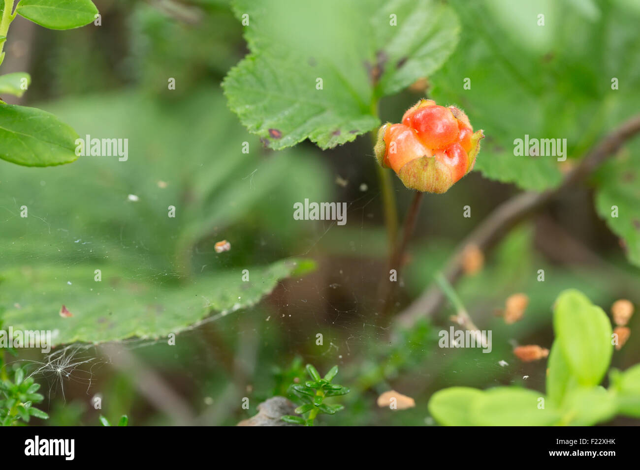 Berry cloudberry in the forest foliage and cobwebs. Stock Photo