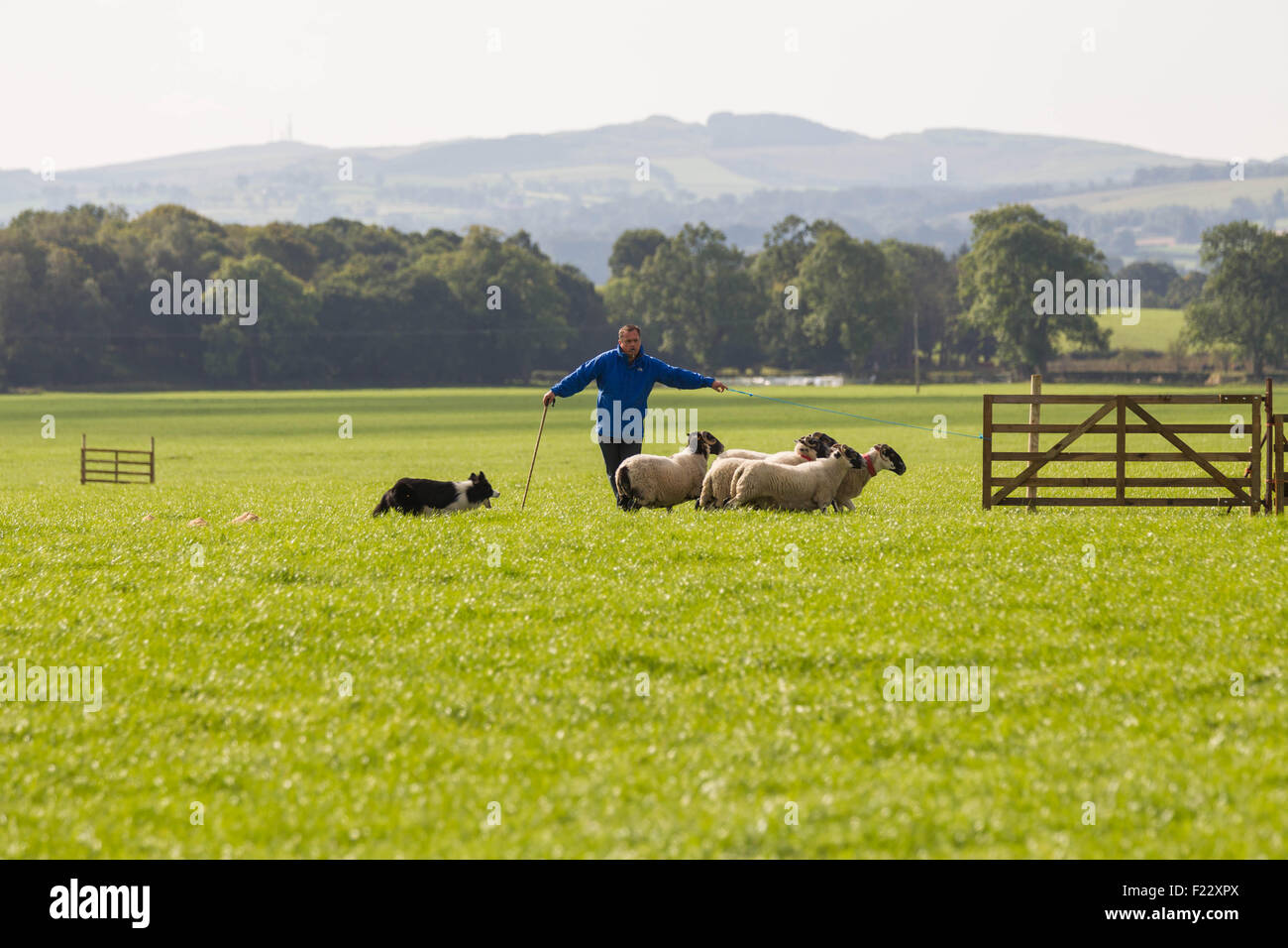 Sheep dogs scotland hires stock photography and images Alamy