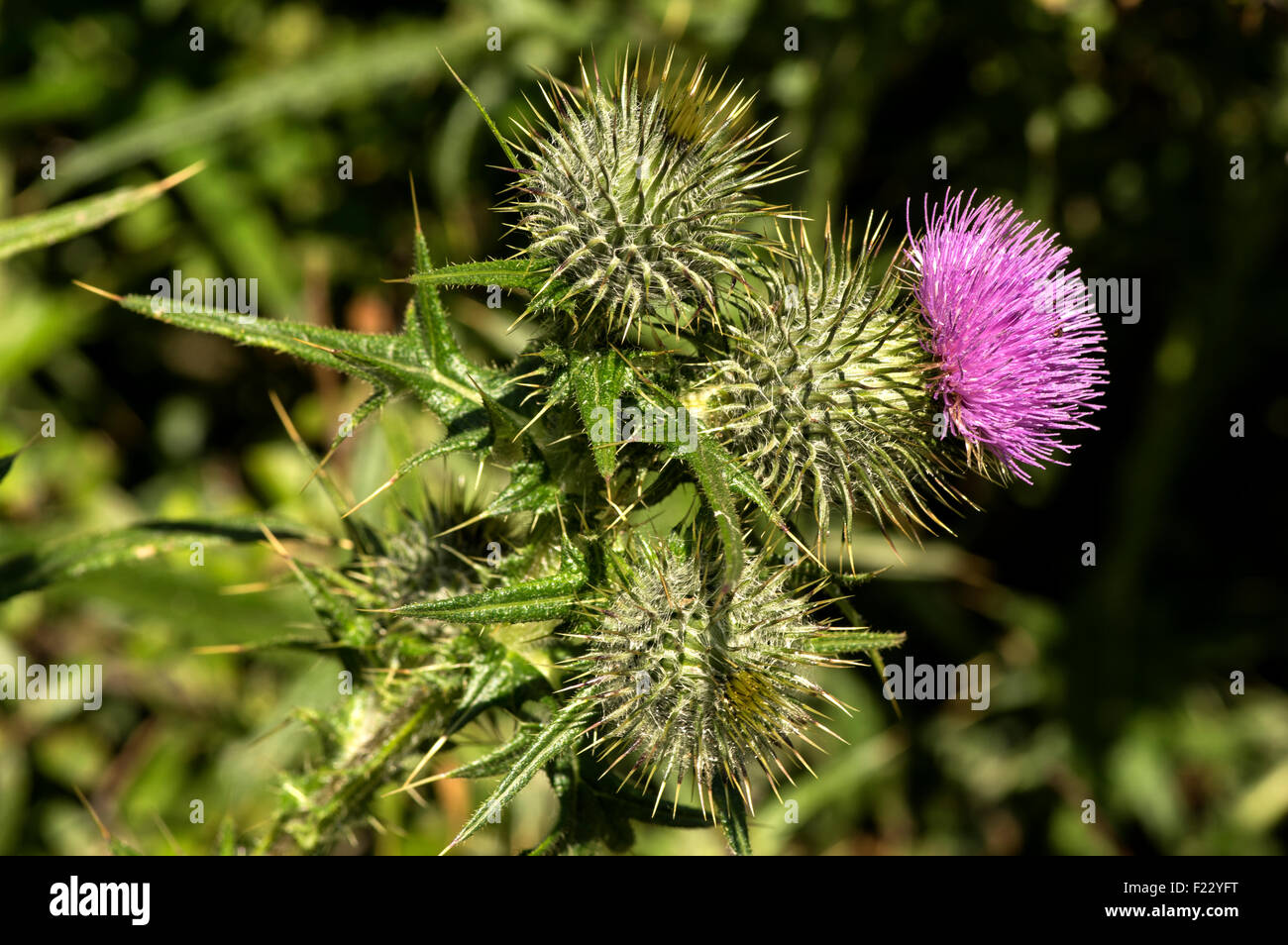 Spear Thistle. Widespread on waste ground, roadsides and rough pasture Stock Photo