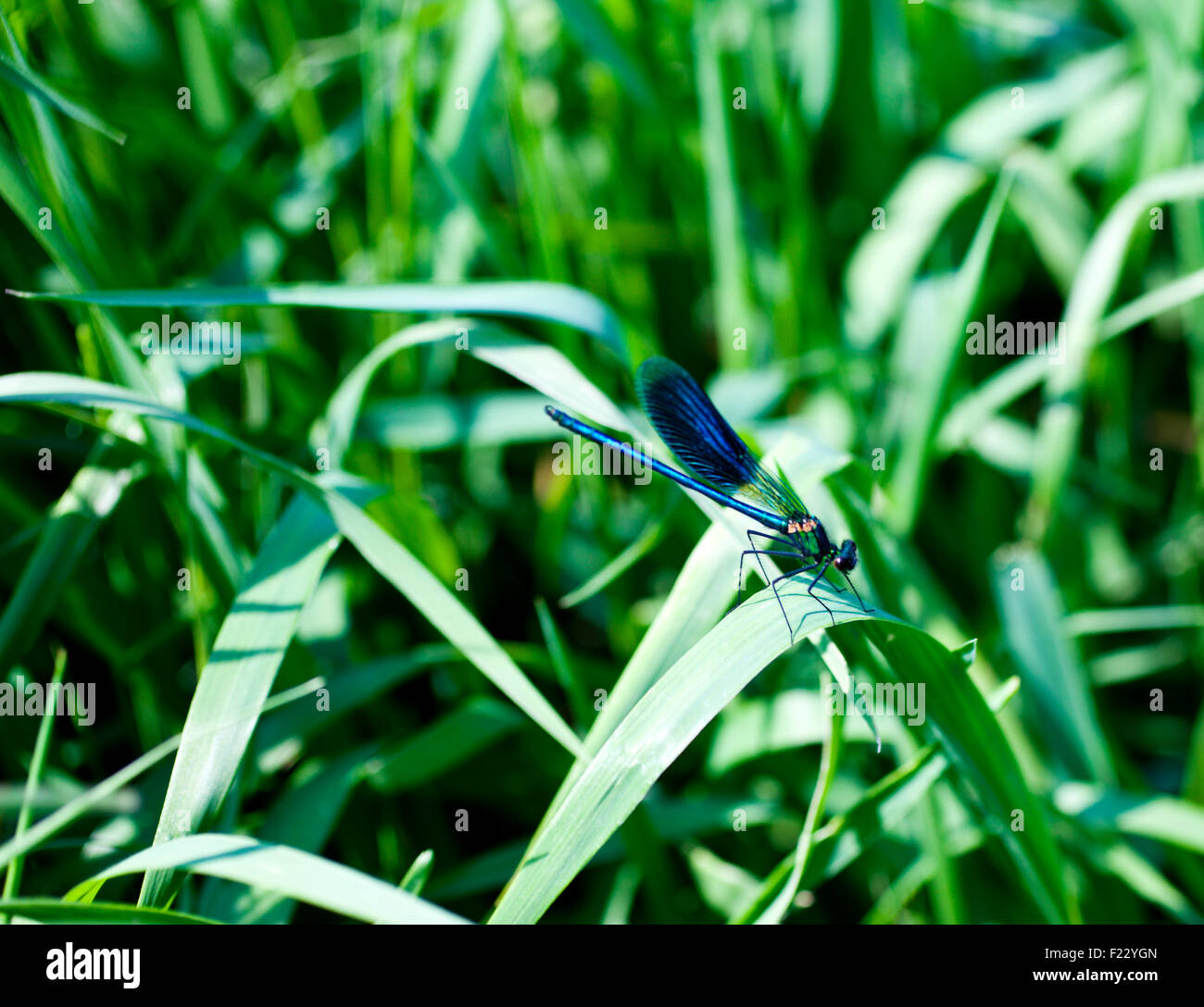 A blue dragonfly on leaf Stock Photo - Alamy