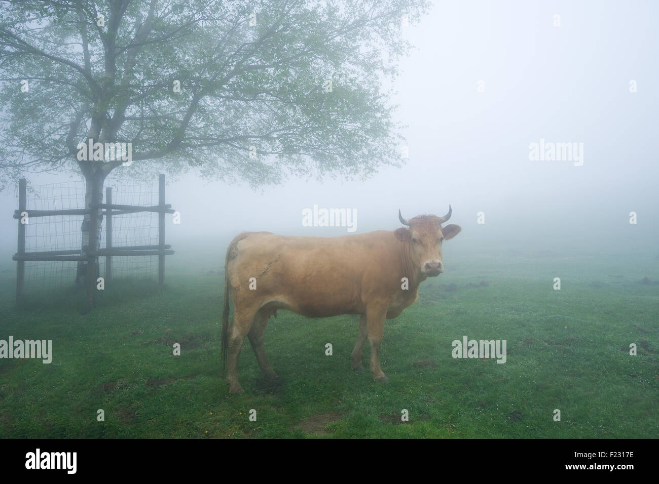 brown cow on foggy field staring Stock Photo