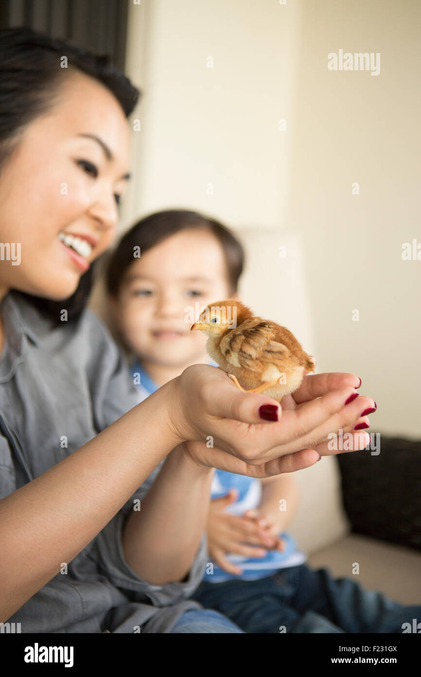 Smiling woman holding a tiny chick in her hands, her young son watching. Stock Photo