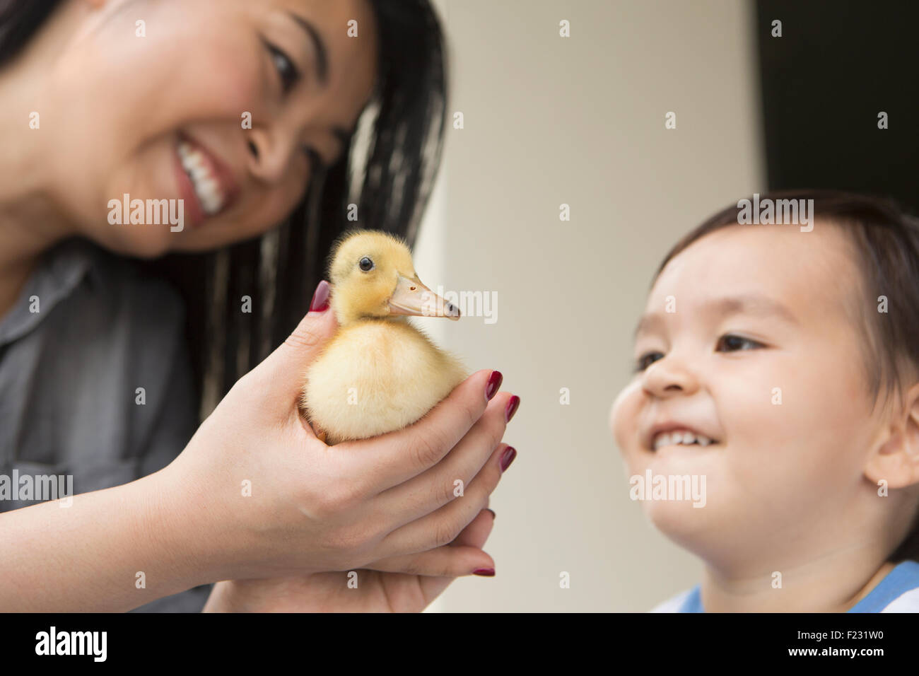 Smiling woman holding a yellow duckling in her hands, her young son watching. Stock Photo