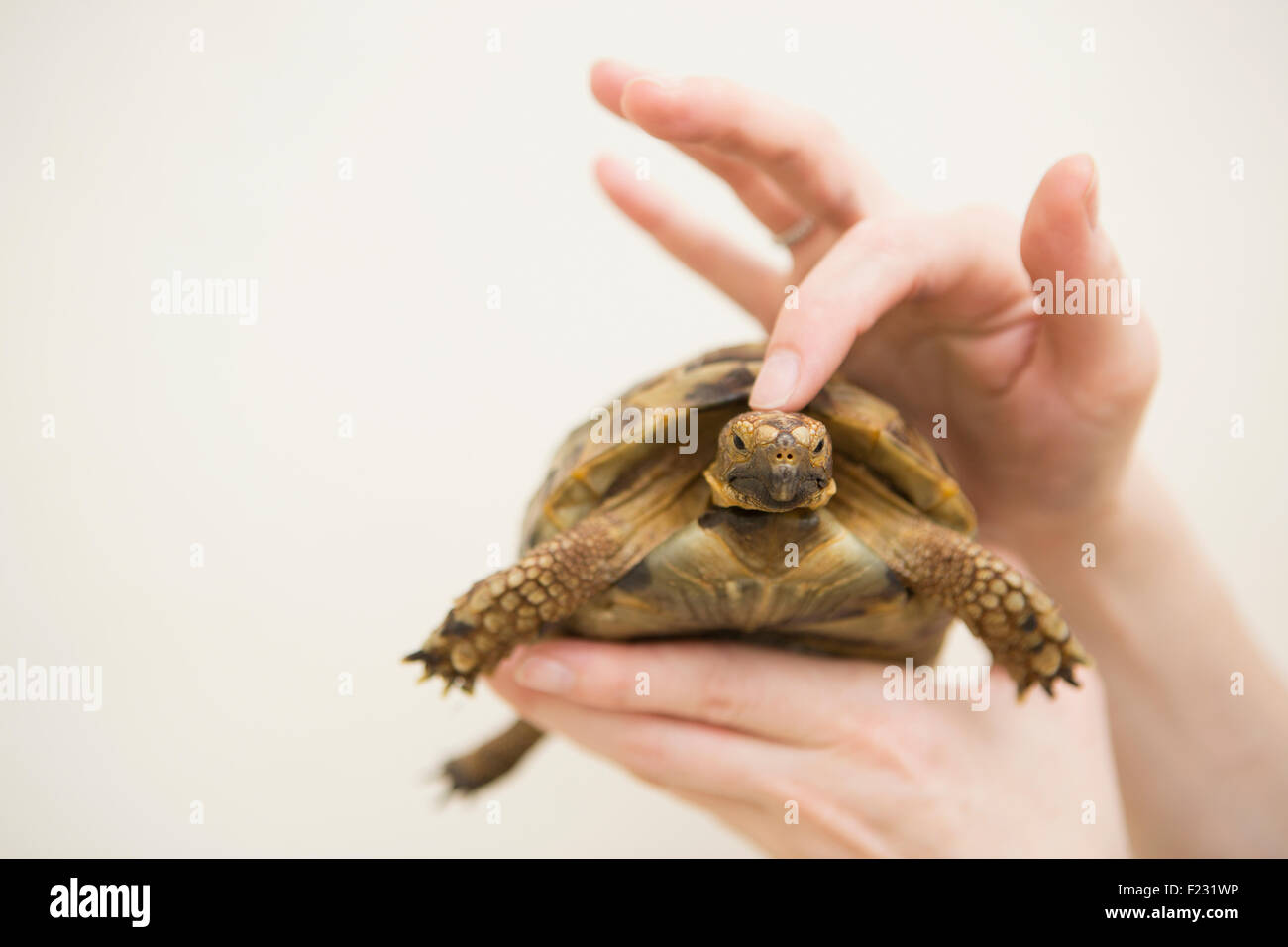 Close up of a person's hand holding a tortoise. Stock Photo