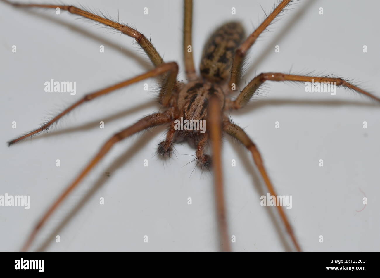 Large house spider Stock Photo