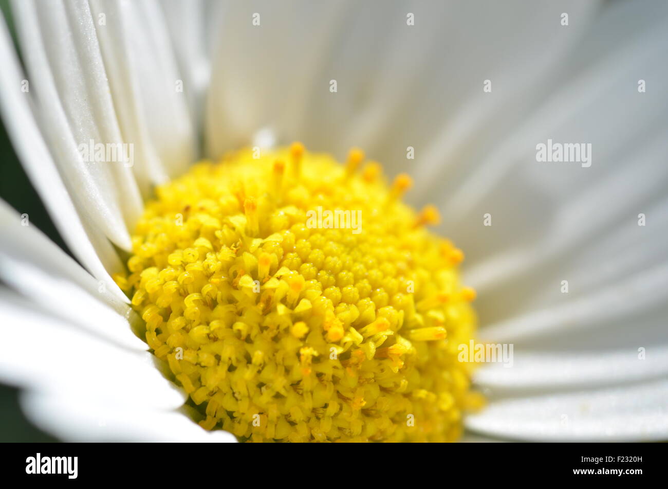 Big daisy Stock Photo