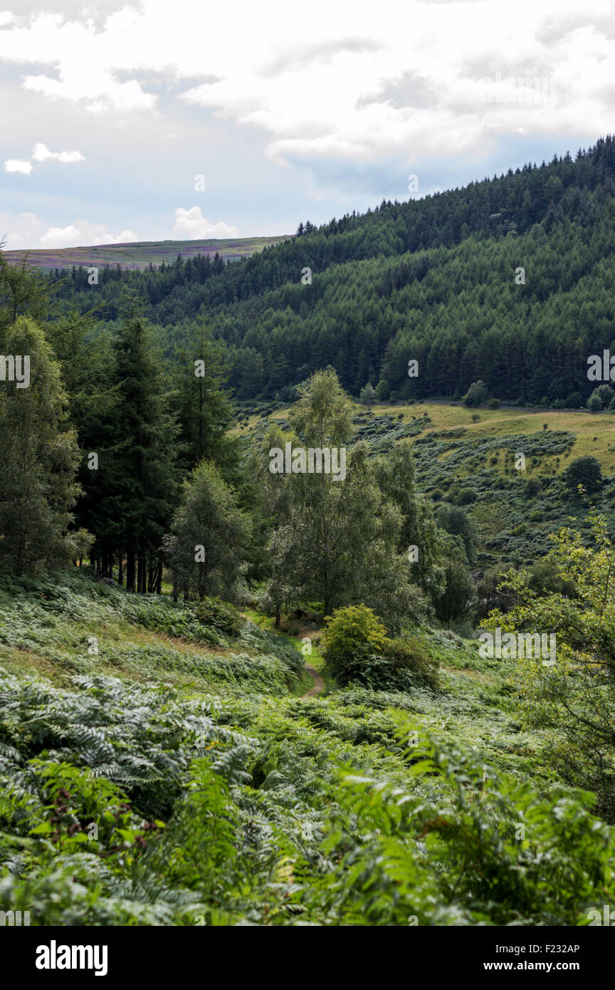 Forest walk in Scottish Borders Stock Photo