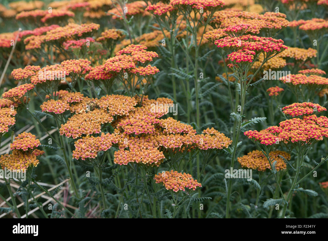 Achillea 'Walther Funcke'. Achillea millefolium 'Walther Funcke'. Yarrow Flowers Stock Photo