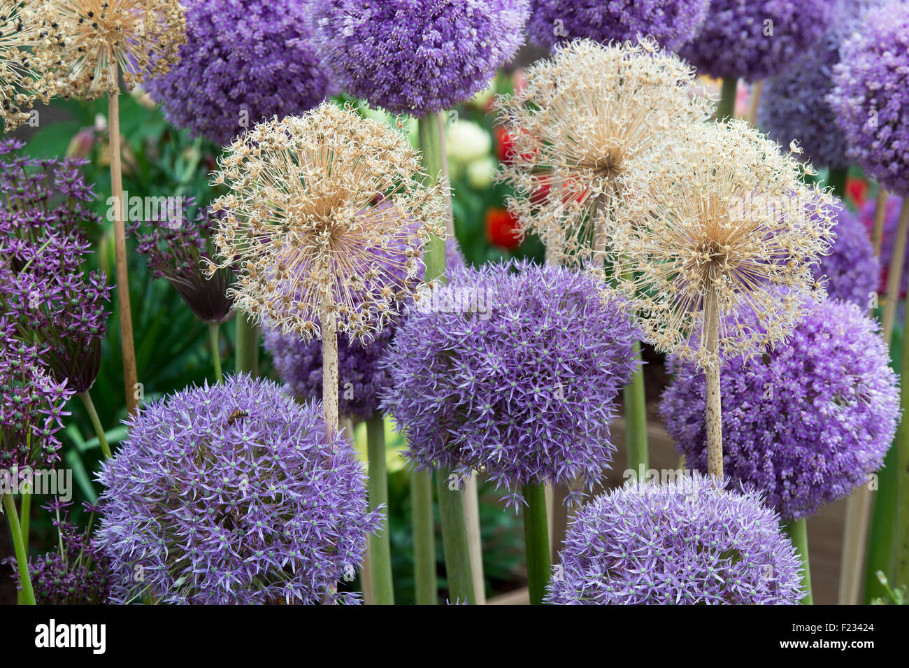 Allium seed heads hires stock photography and images Alamy