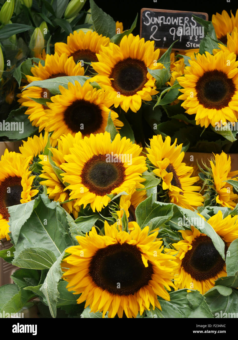 Sunflowers (Helianthus annuus) for sale on a stall in Manchester city