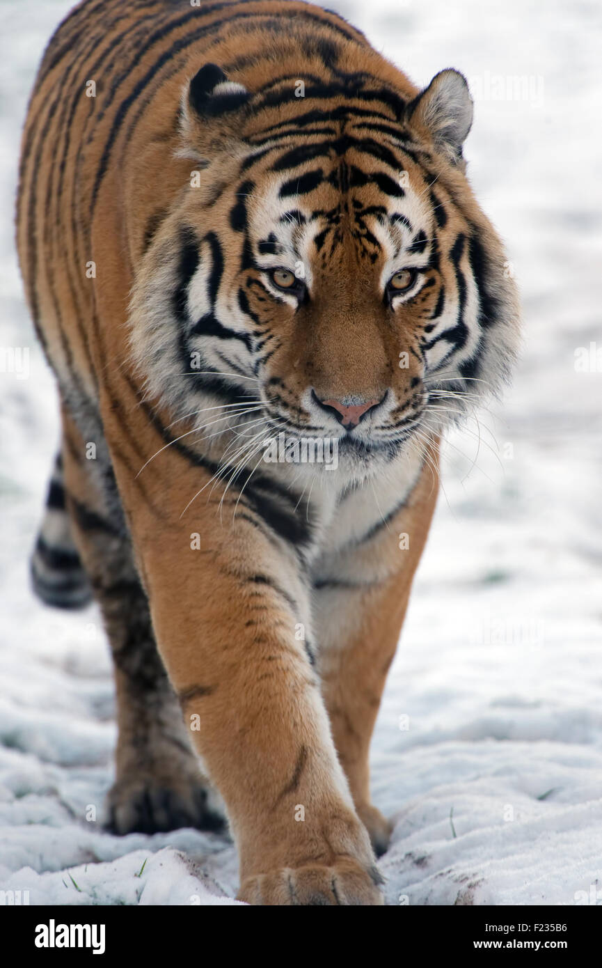 Siberian Tiger (Panthera Tigris Altaica) Stock Photo