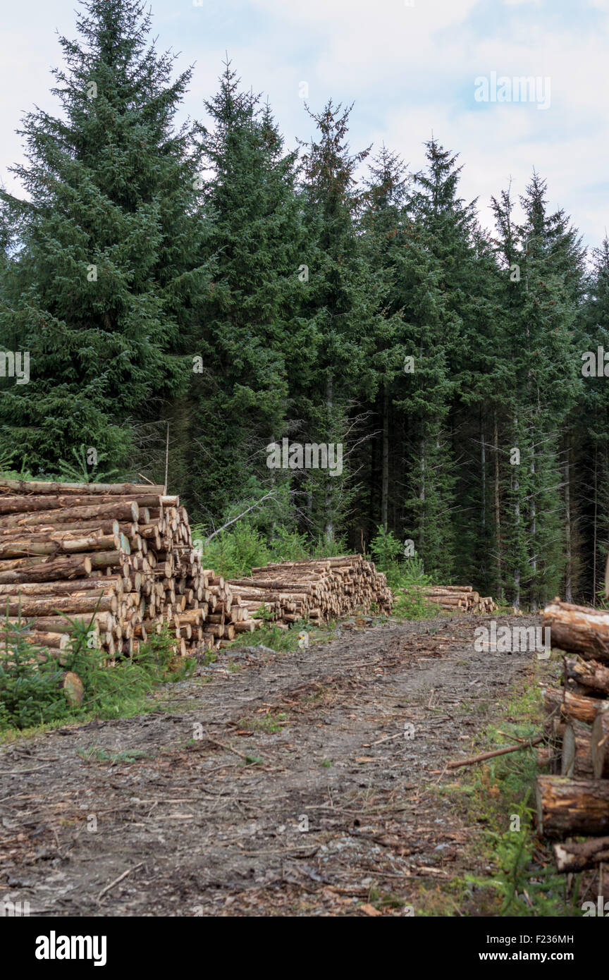 Log pile of felled trees in the forest Stock Photo