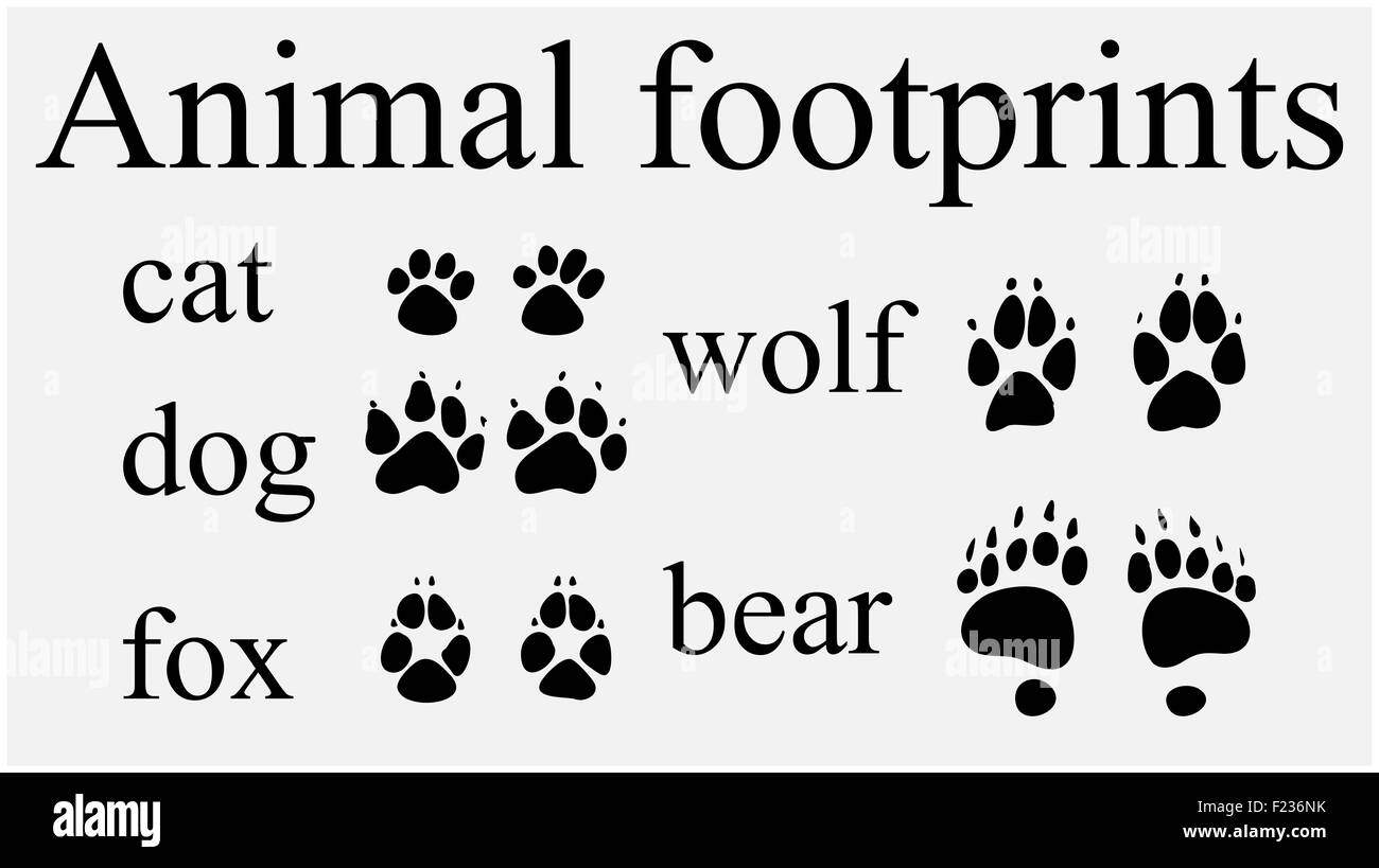 Animal footprints isolated hi-res stock photography and images - Alamy Animal footprints isolated hi-res stock photography and images - Alamy
