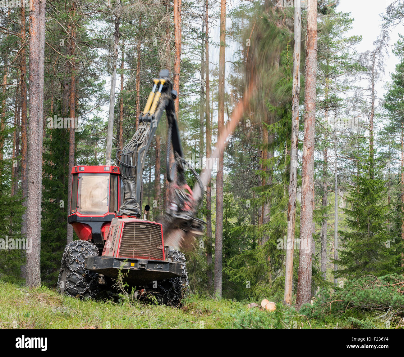 Forestry Stock Photo