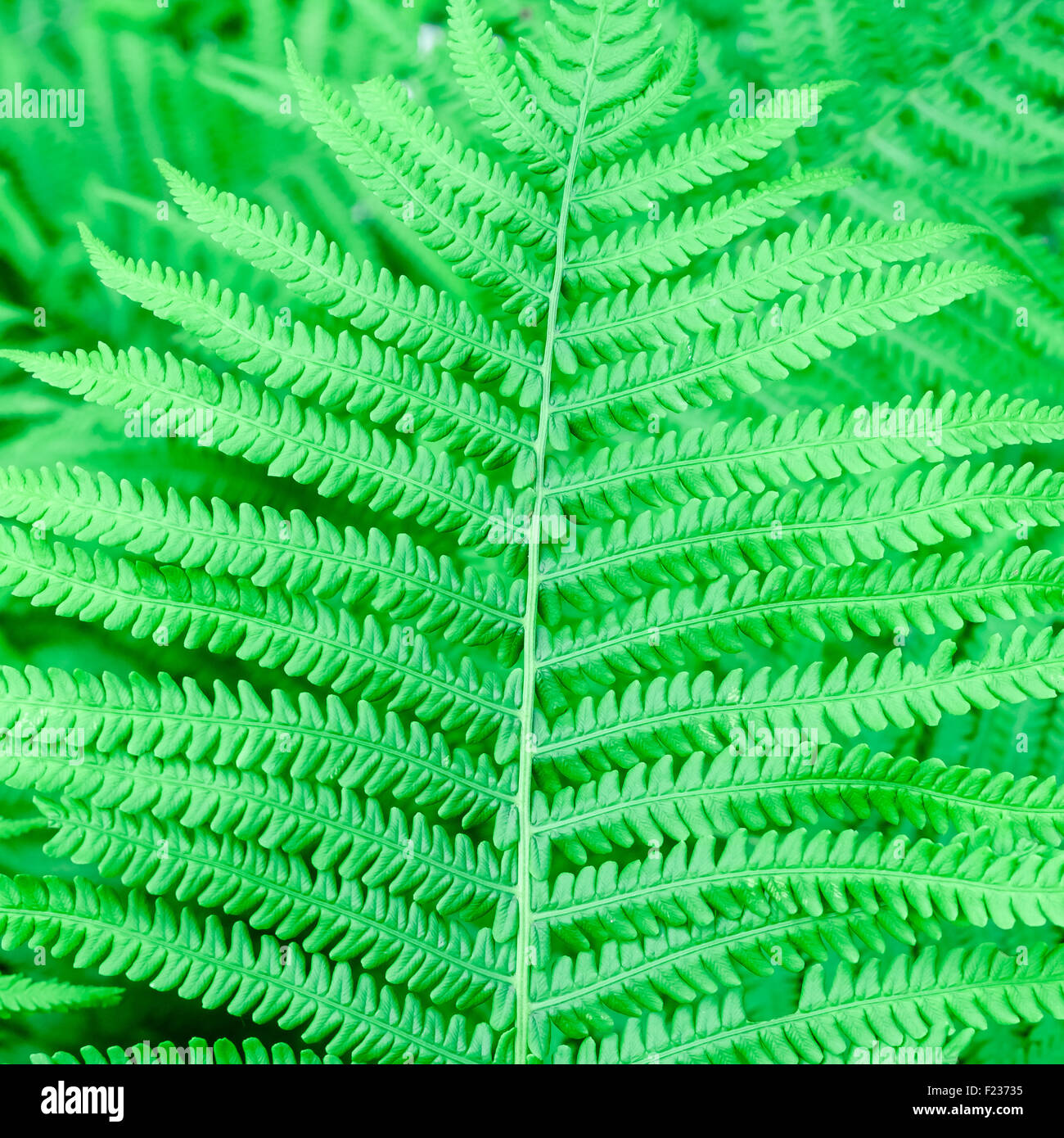 Fern flora hi-res stock photography and images - Alamy