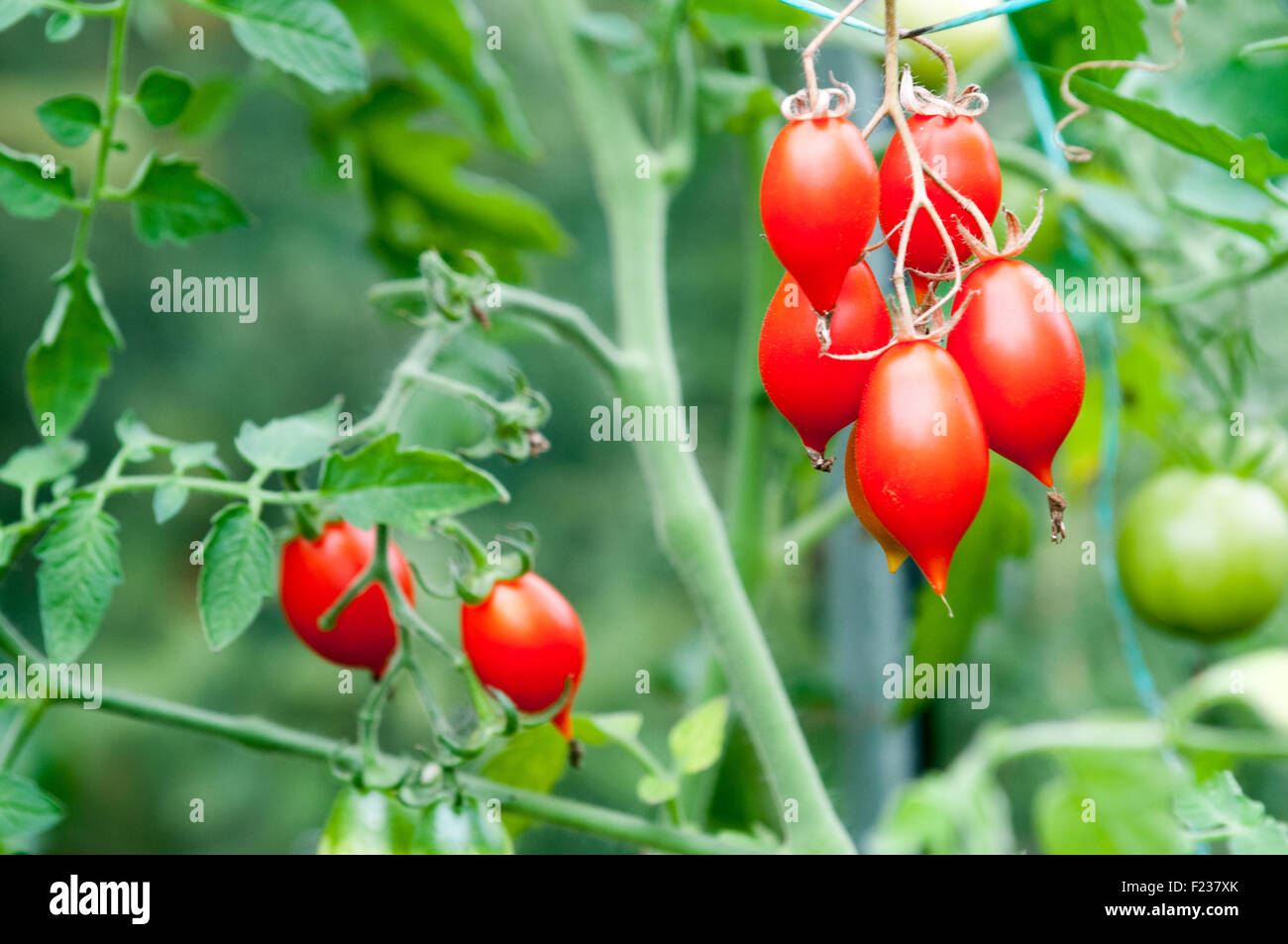 Organic tomatoes growing on a vine Stock Photo - Alamy