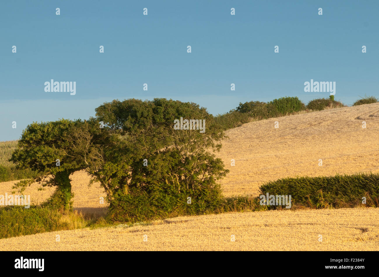 Trees in a sunny corn field Stock Photo - Alamy