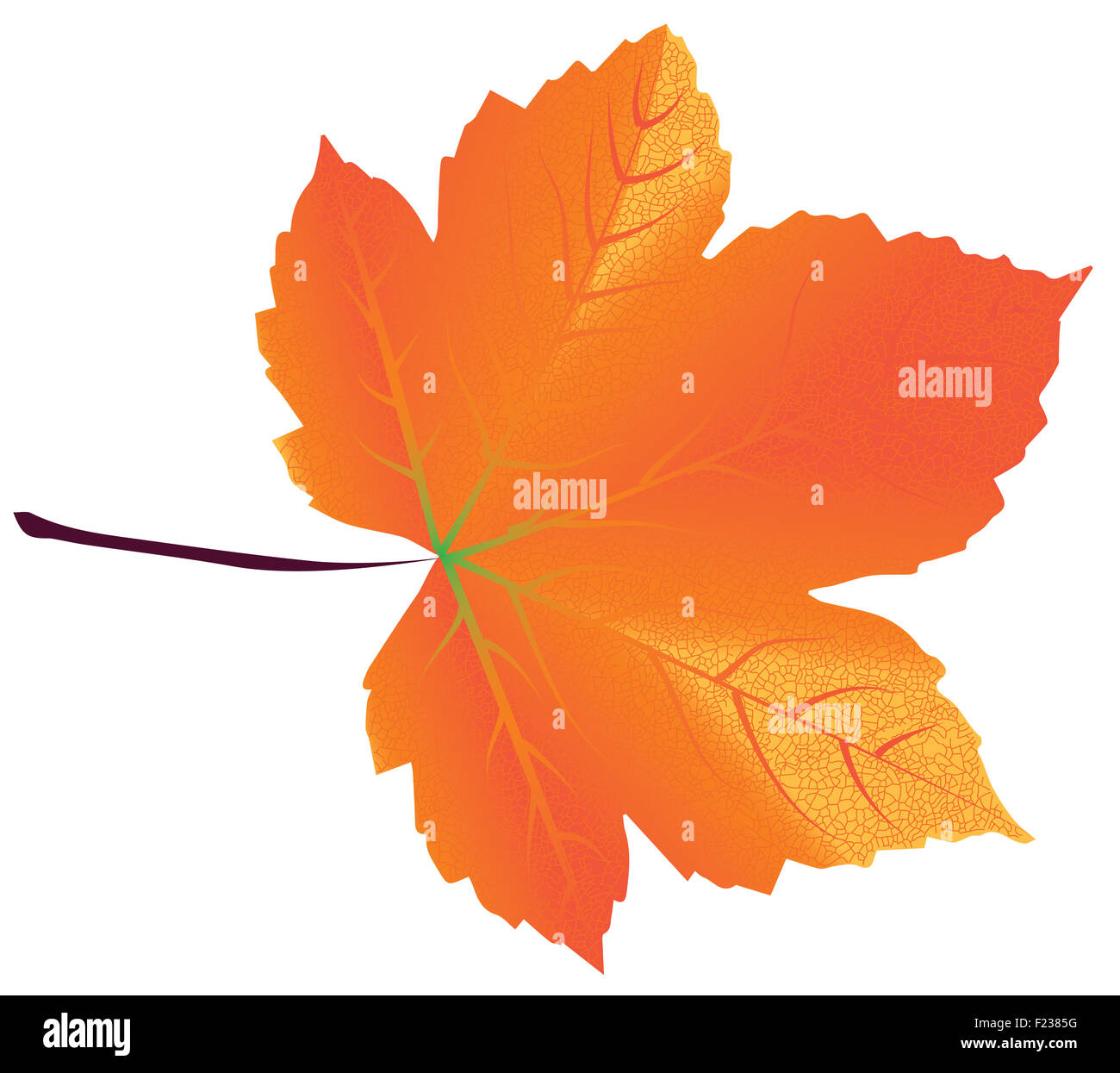 Realistic orange maple leaf isolated on white background Stock Photo ...