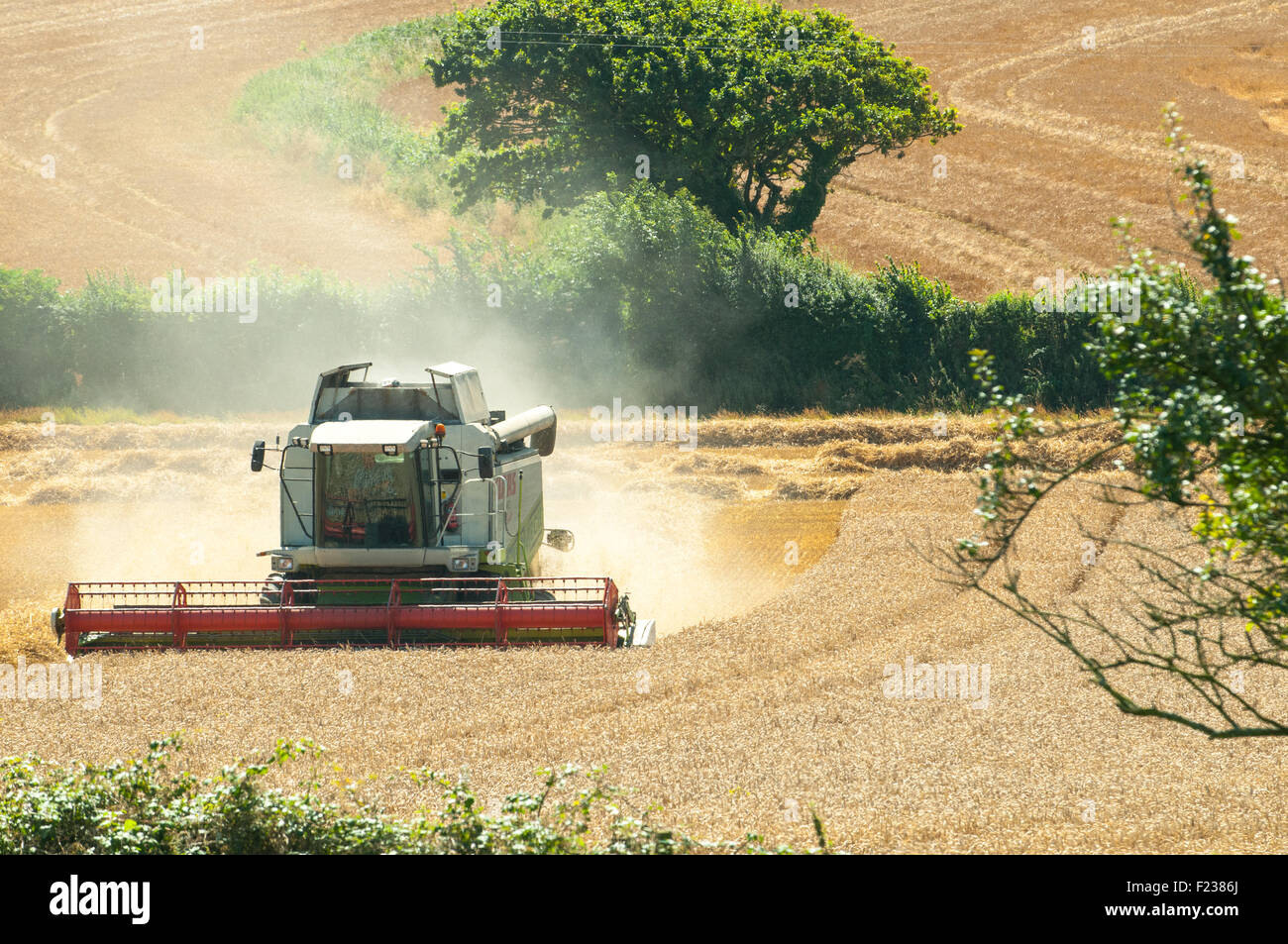 Combine harvester working in a field Stock Photo