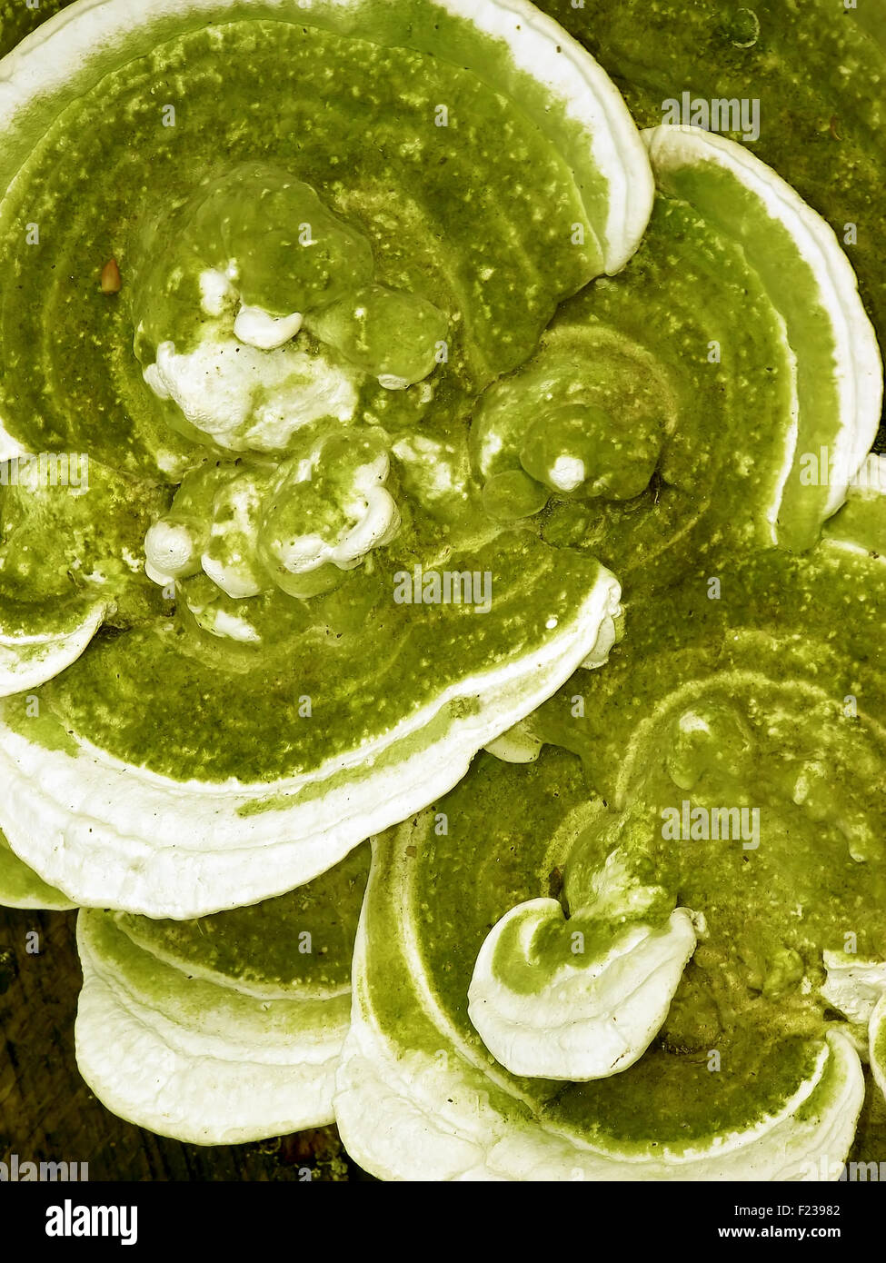 Mushroom close up. Polypore mushroom Lumpy Bracket with green inside and white edges. Scientific name: Trametes Gibbosa. Stock Photo