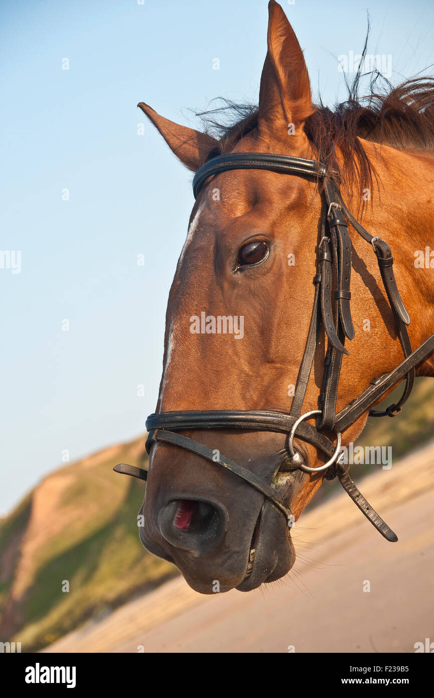 Horse wearing new hackamore bosal, bit less tack alternative to traditional  bridle or halter, silver and ivory trim Stock Photo - Alamy