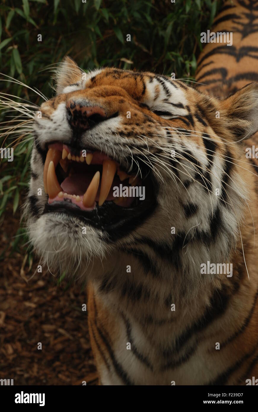 Close up of Tiger showing teeth Stock Photo - Alamy