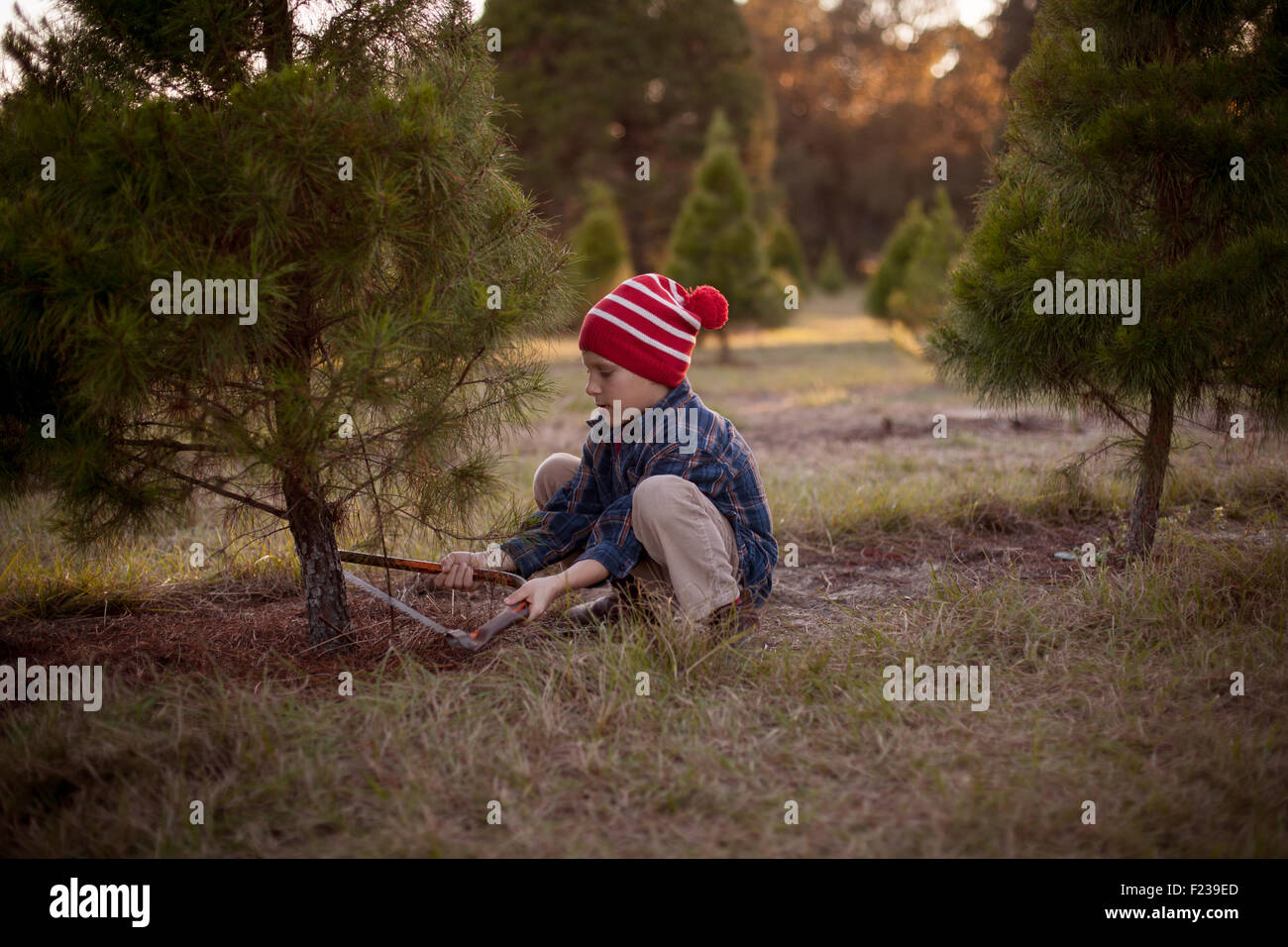 A boy cutting a Christmas tree with a hand saw on a tree farm. Stock Photo