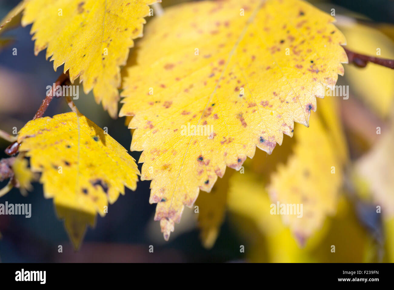 Close up of leaves of birch tree hi-res stock photography and images ...