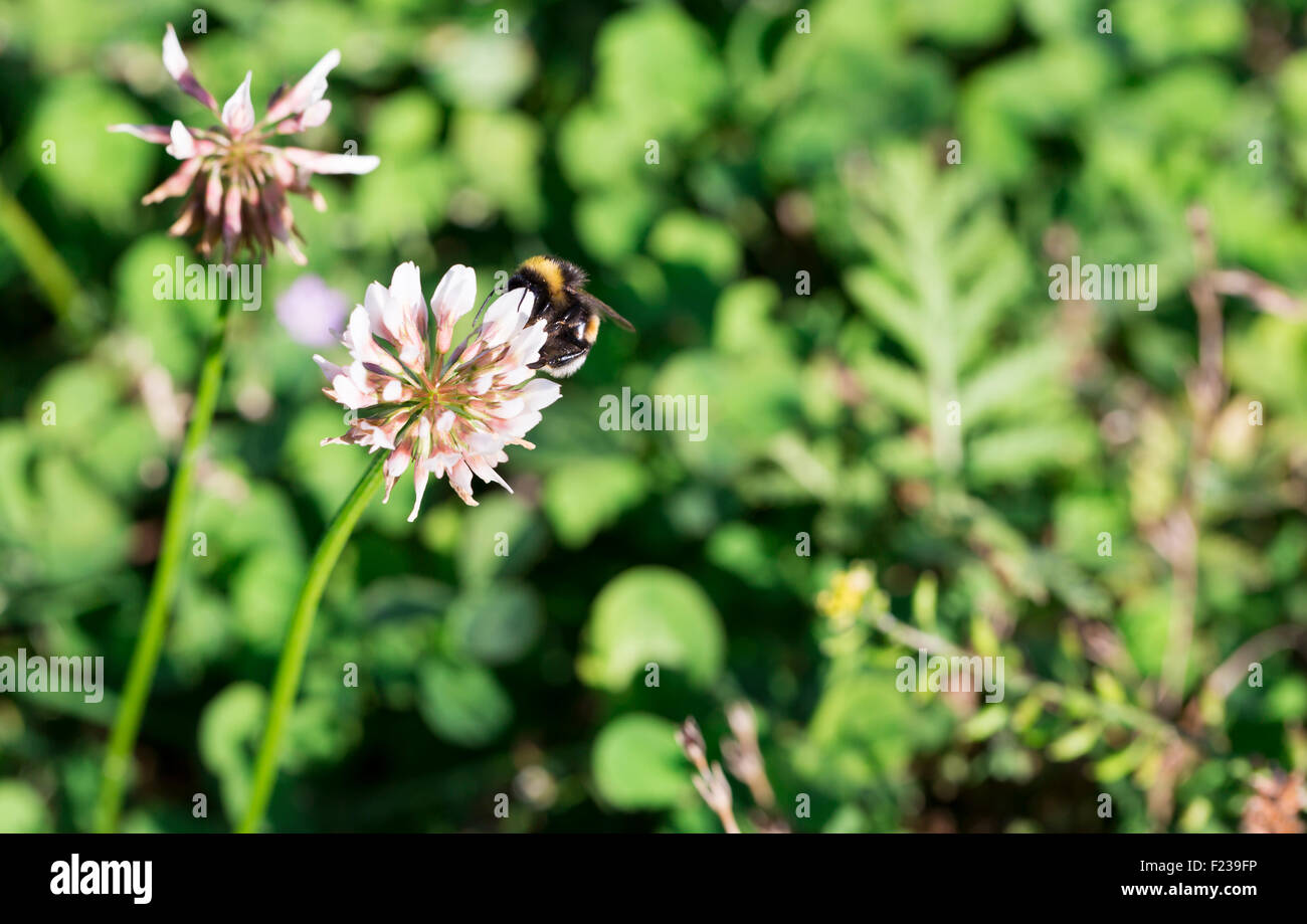 Bumblebee Gathering Nectar from Clover Stock Photo