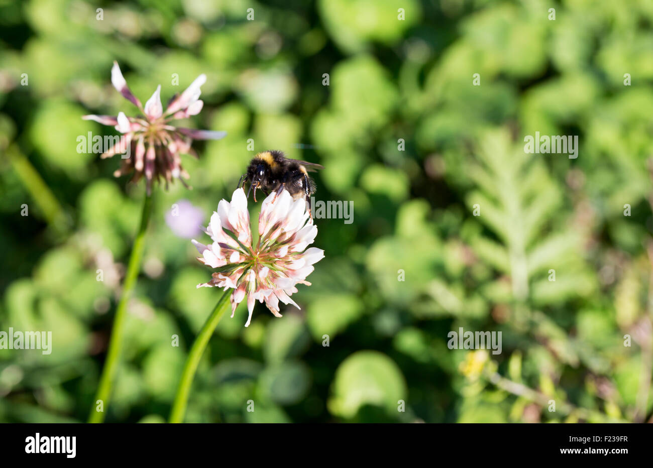 Bumblebee Gathering Nectar from Clover Stock Photo