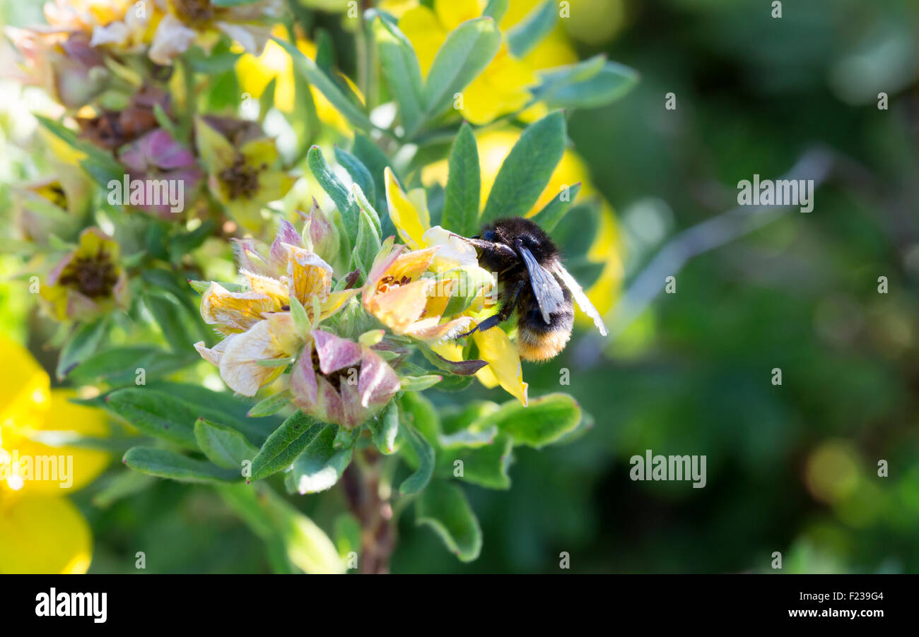 Bumblebee Gathering Nectar from Flower Stock Photo