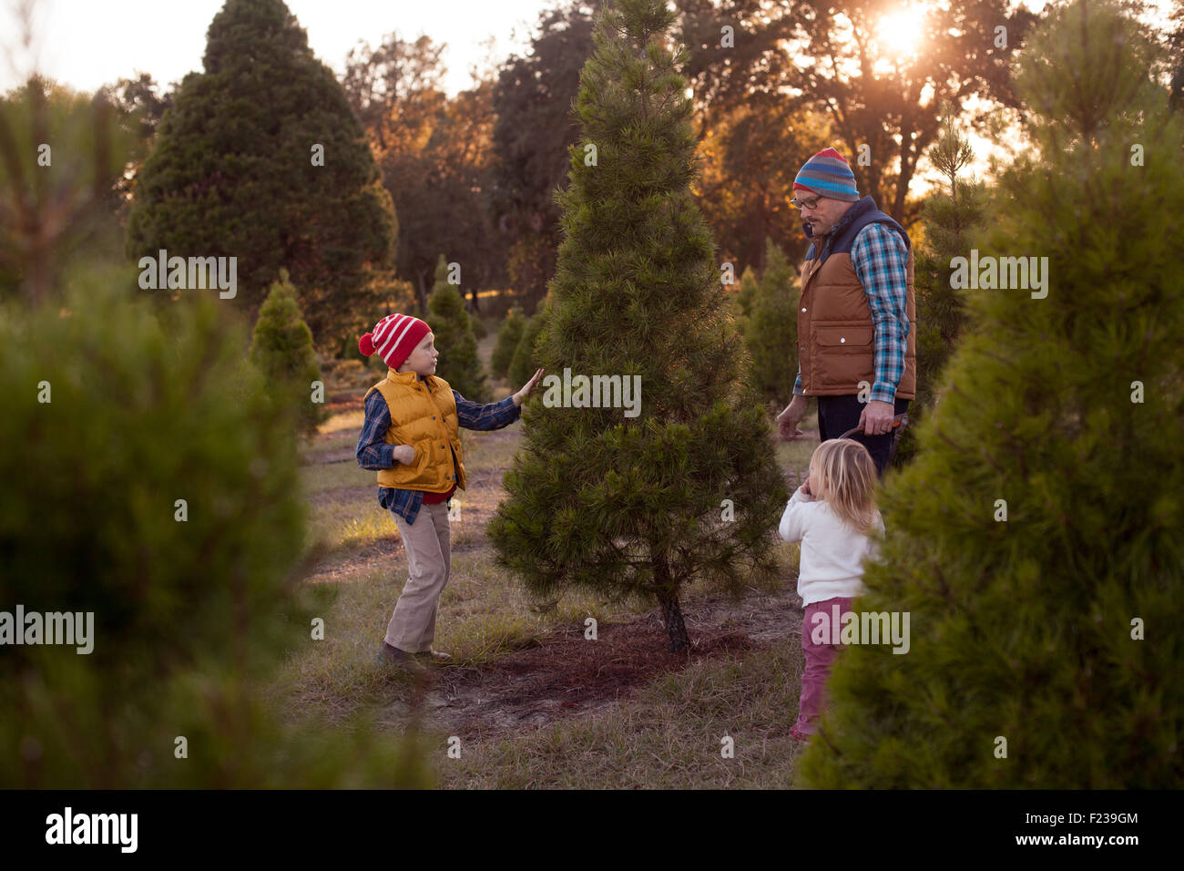 A family deciding which Christmas tree to cut at a tree farm. Stock Photo
